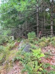 Lot 61.1 Sand Pond Road Limington, ME 04049 - Photo 3 of 7 IMG_1699.jpg