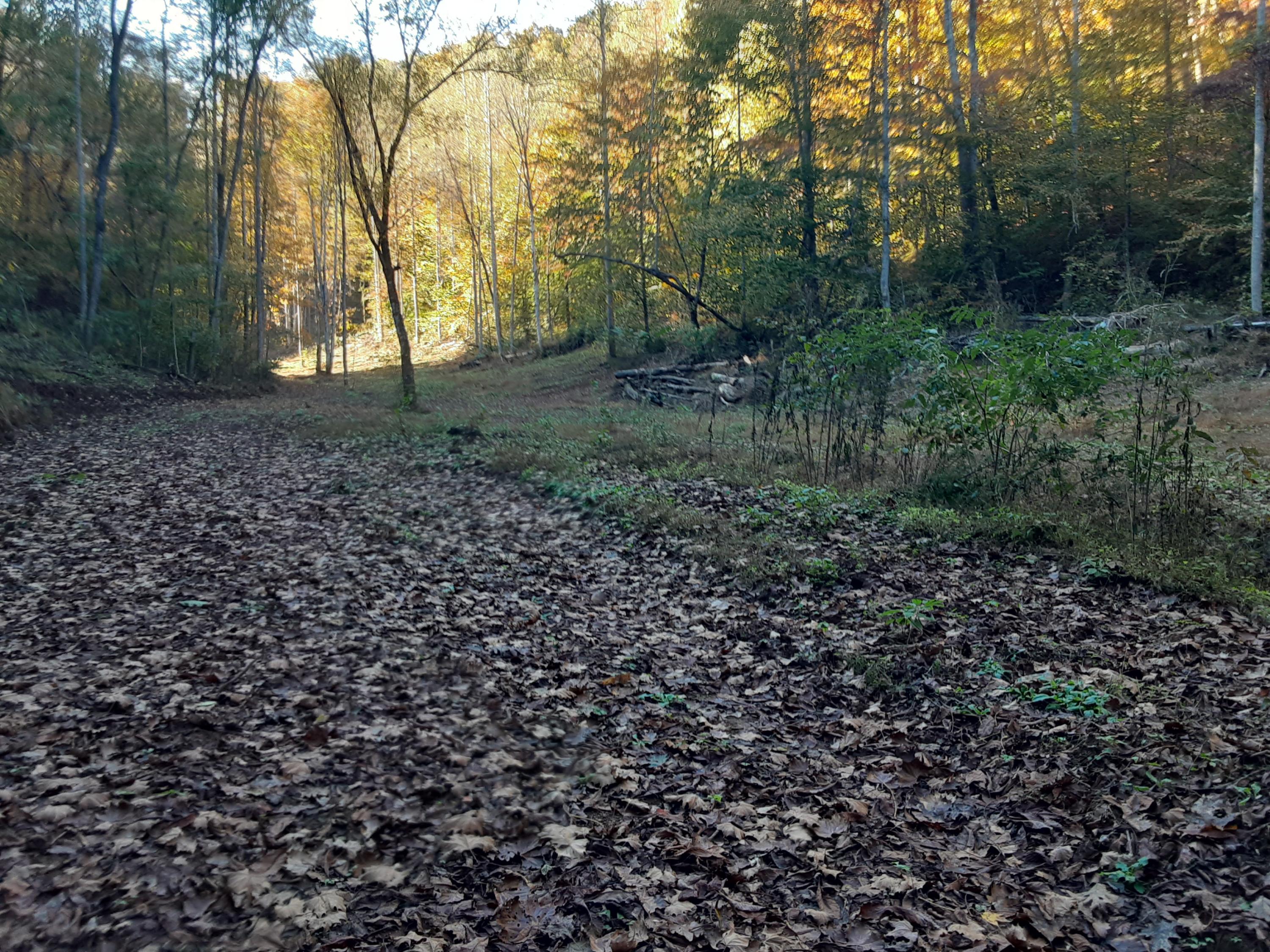 0 Caney Valley Road Tazewell, TN 37879 - Photo 1 of 29 20191023_161347