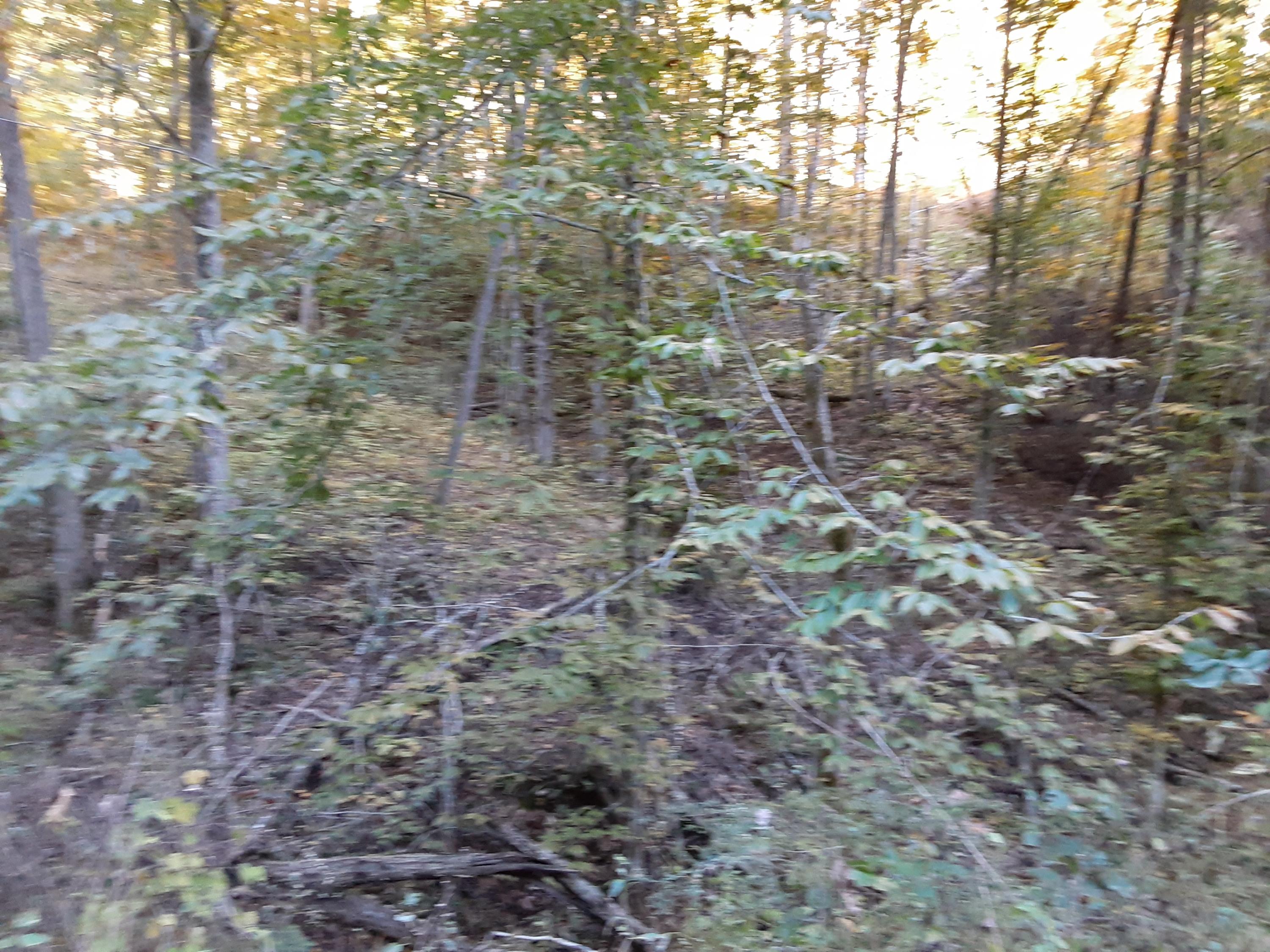 0 Caney Valley Road Tazewell, TN 37879 - Photo 11 of 29 20191023_160854 (1)