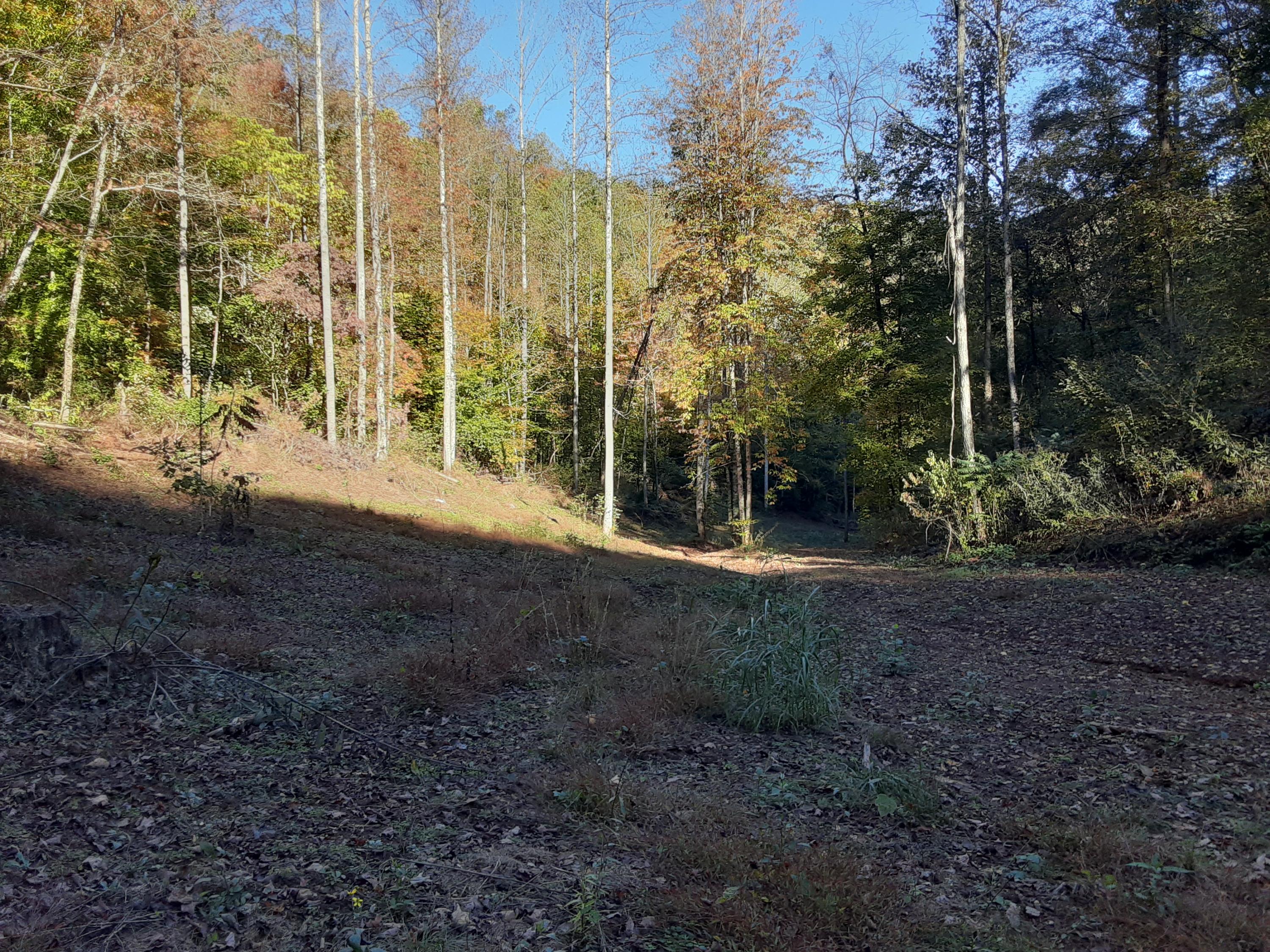0 Caney Valley Road Tazewell, TN 37879 - Photo 13 of 29 20191023_161534