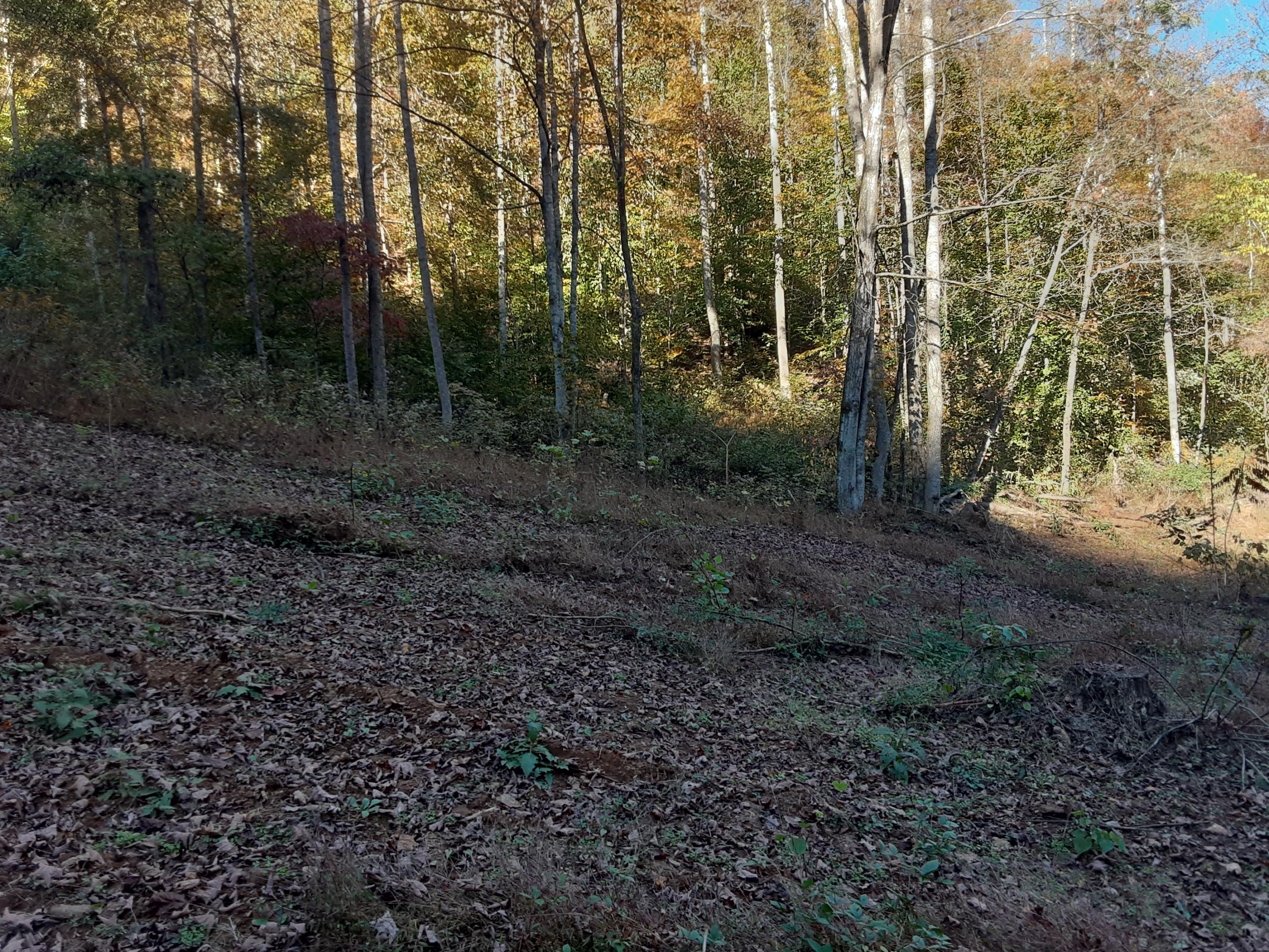 0 Caney Valley Road Tazewell, TN 37879 - Photo 20 of 29 20191023_161530