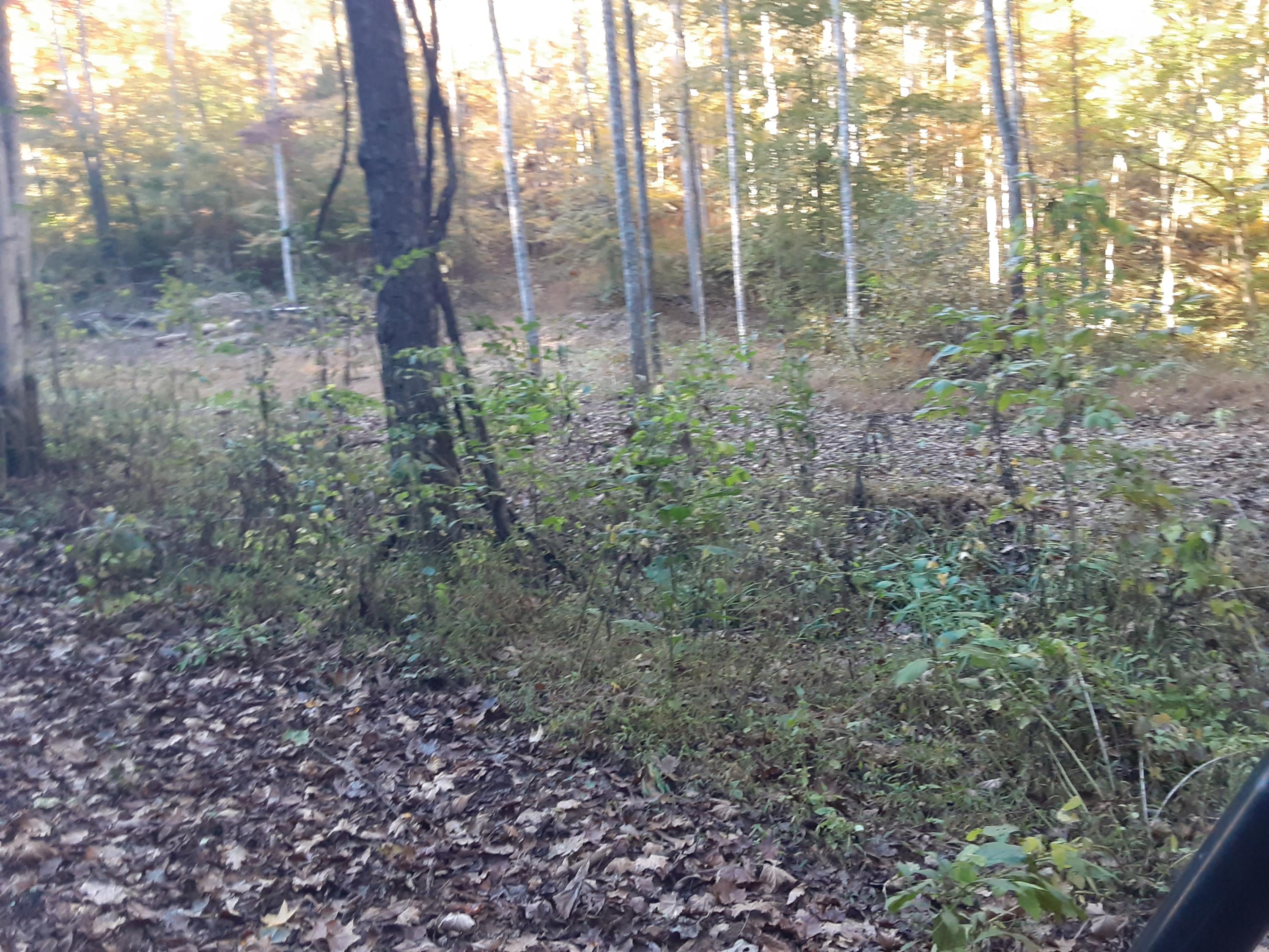 0 Caney Valley Road Tazewell, TN 37879 - Photo 22 of 29 20191023_161338
