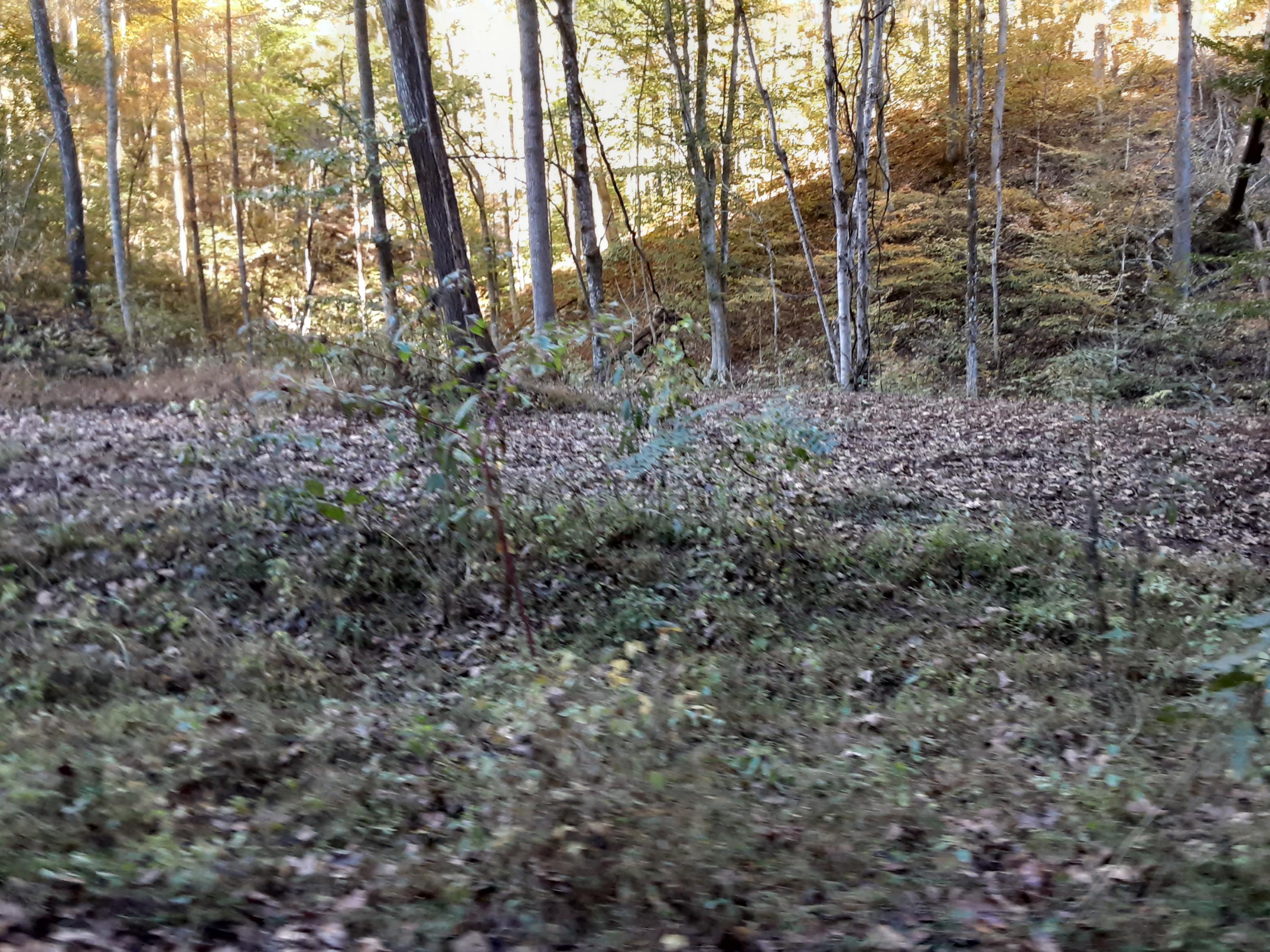 0 Caney Valley Road Tazewell, TN 37879 - Photo 24 of 29 20191023_161336
