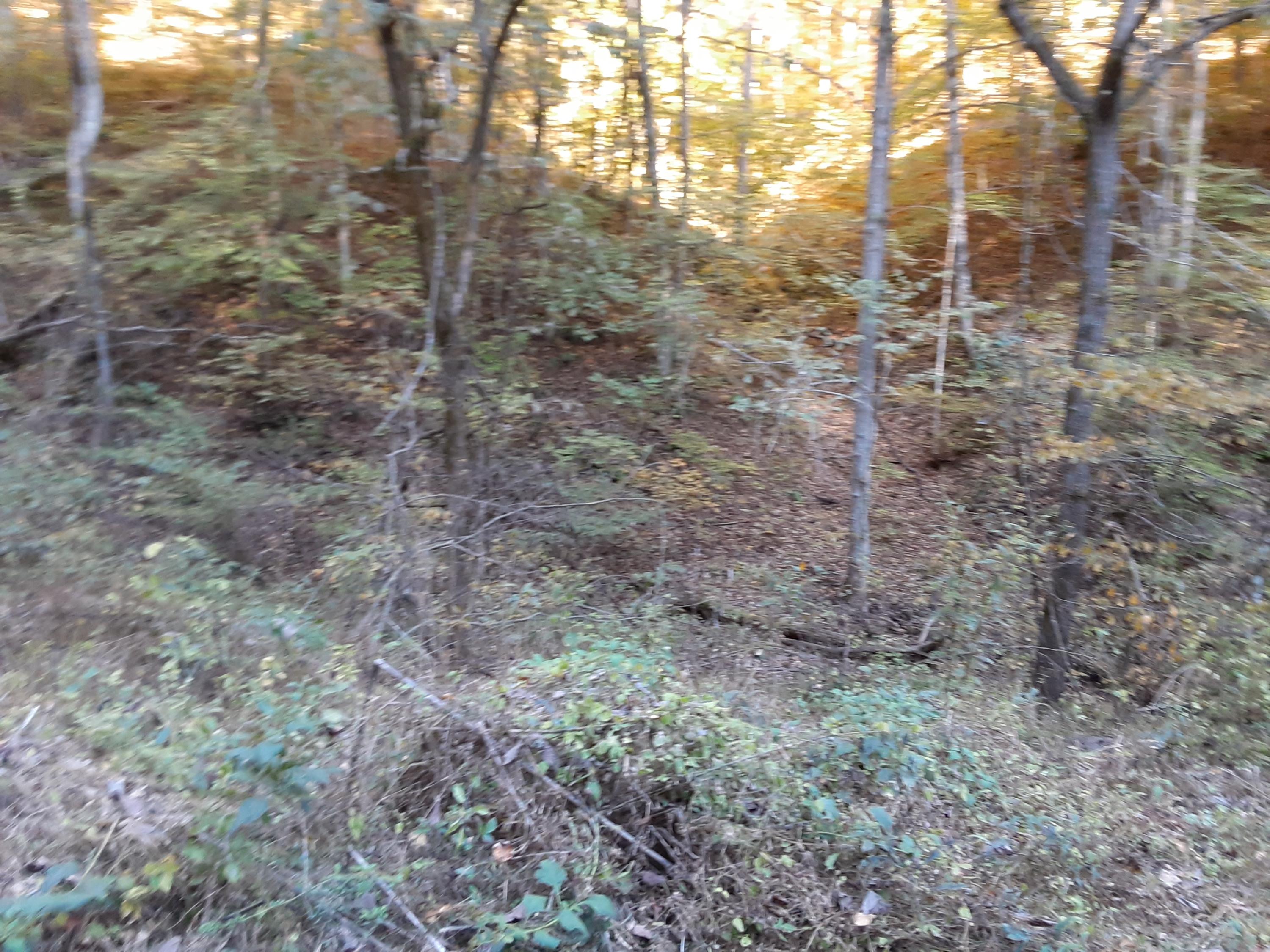 0 Caney Valley Road Tazewell, TN 37879 - Photo 7 of 29 20191023_160712 (1)