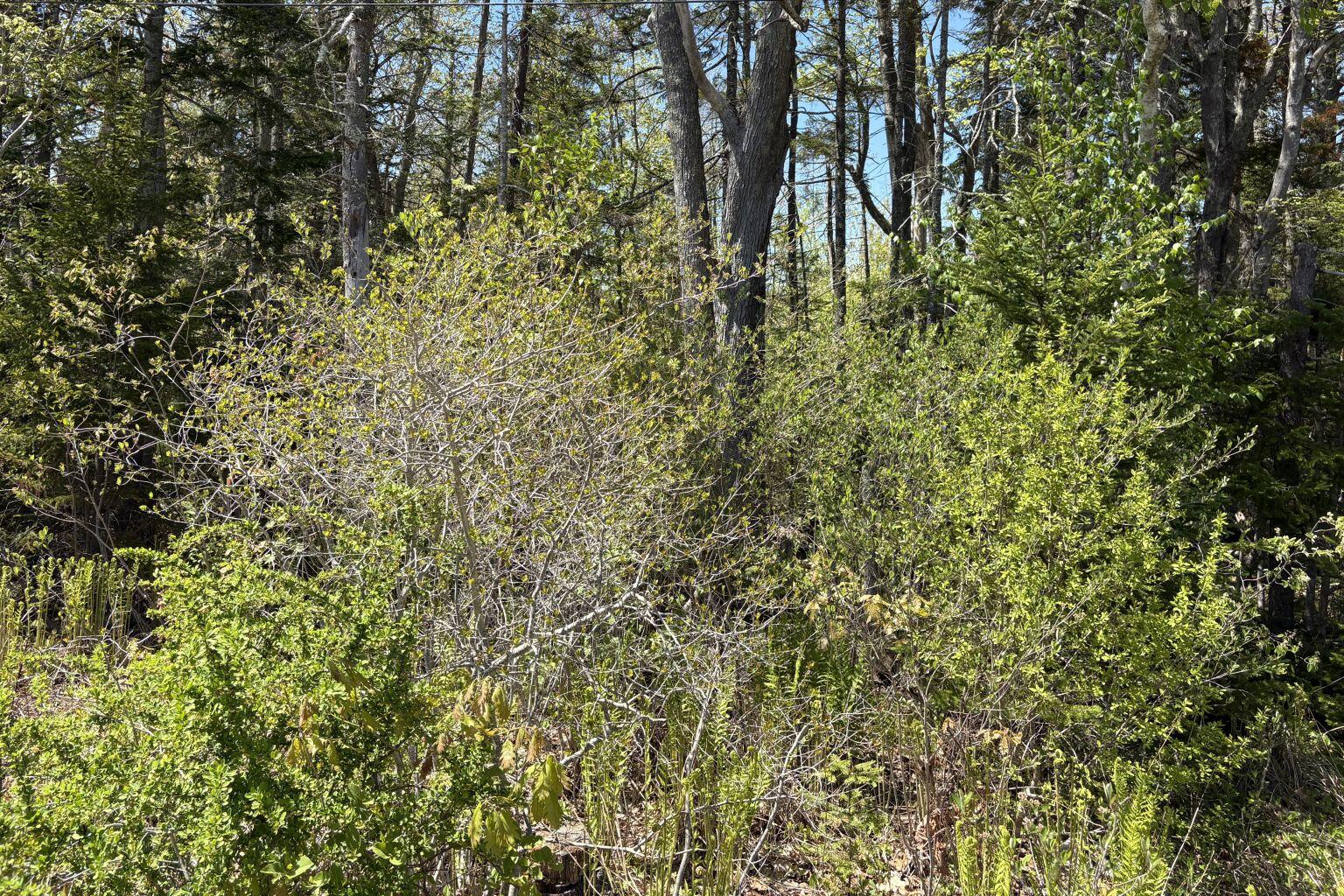 Lot 116010 Martin Point Road Friendship, ME 04547 - Photo 5 of 8 IMG_3547