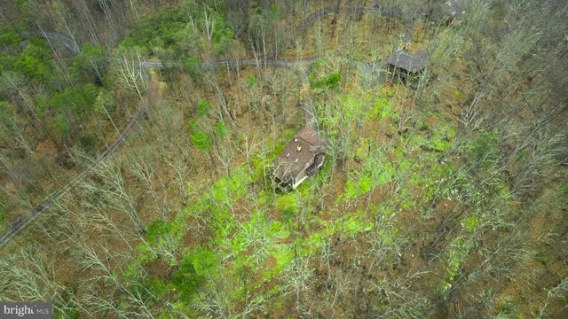 a view of a lush green forest