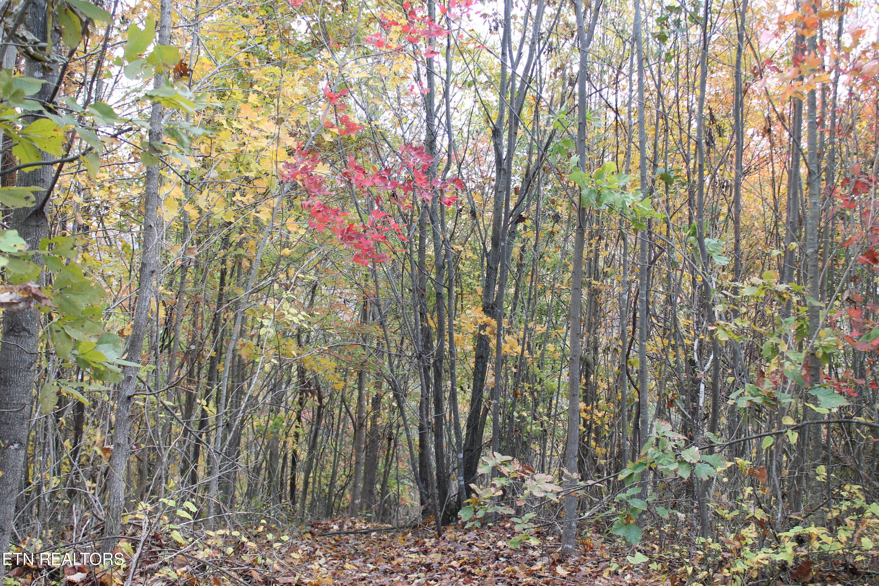 Baird Branch Winfield, TN 37892 - Photo 14 of 25 IMG_7930