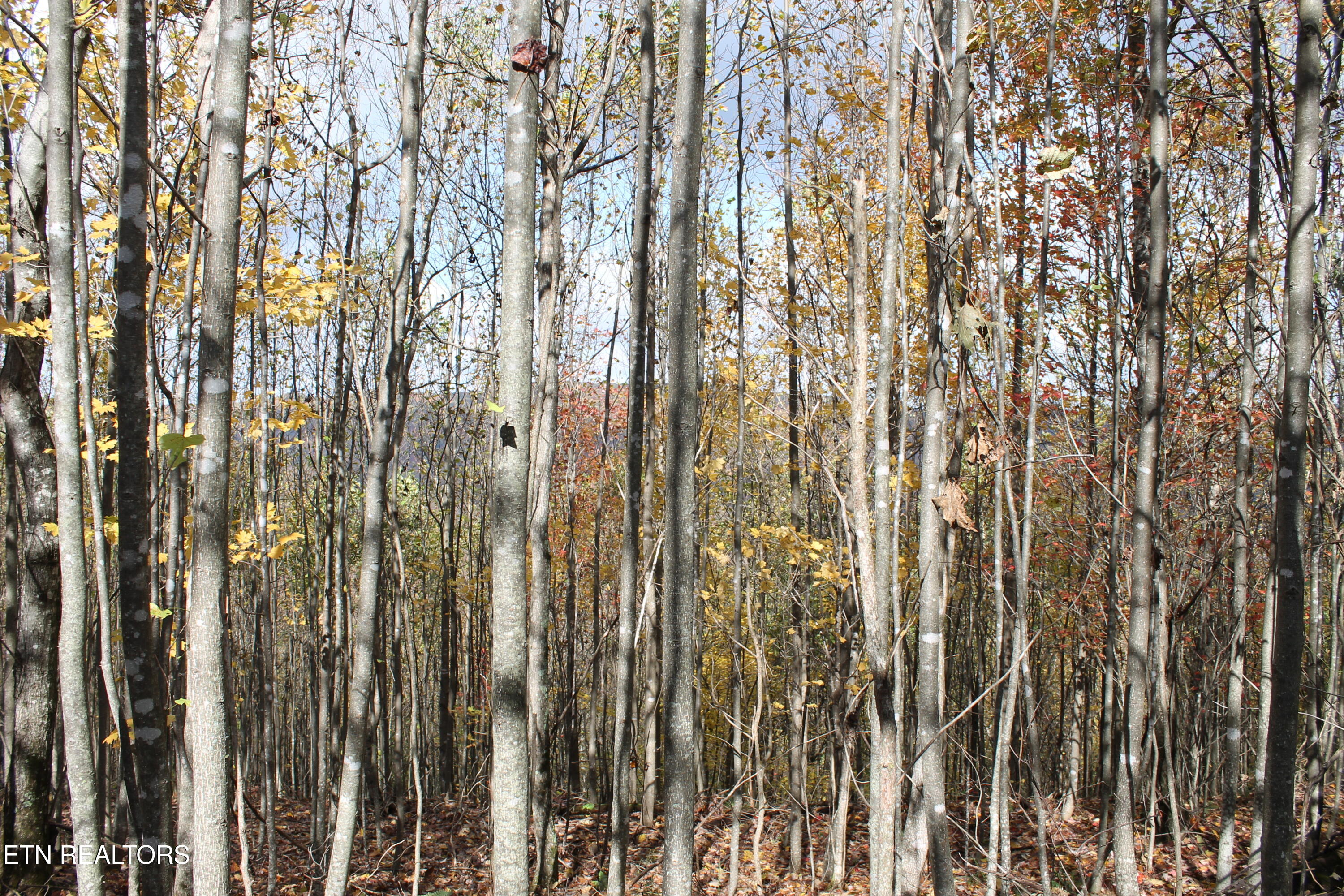 Baird Branch Winfield, TN 37892 - Photo 15 of 25 IMG_7931