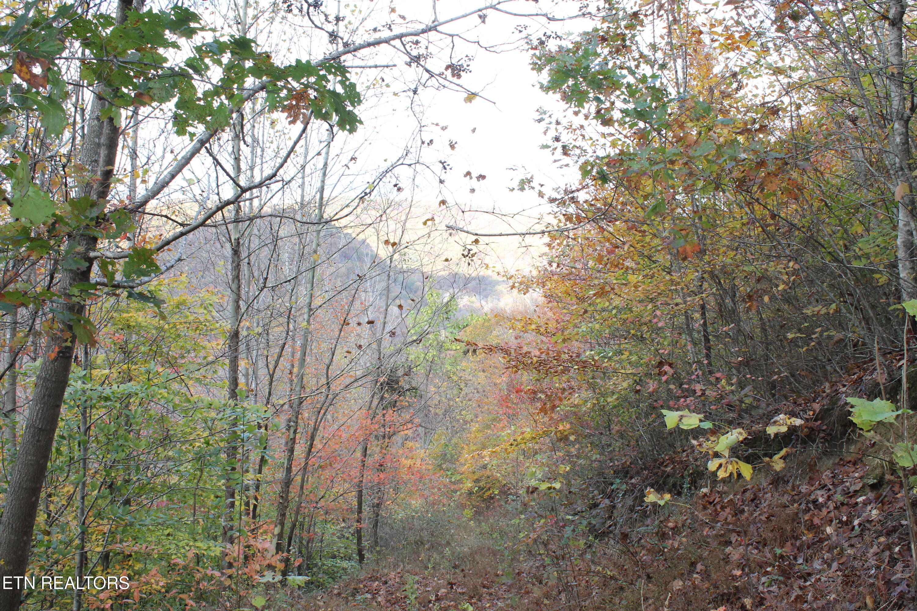 Baird Branch Winfield, TN 37892 - Photo 21 of 25 IMG_7947