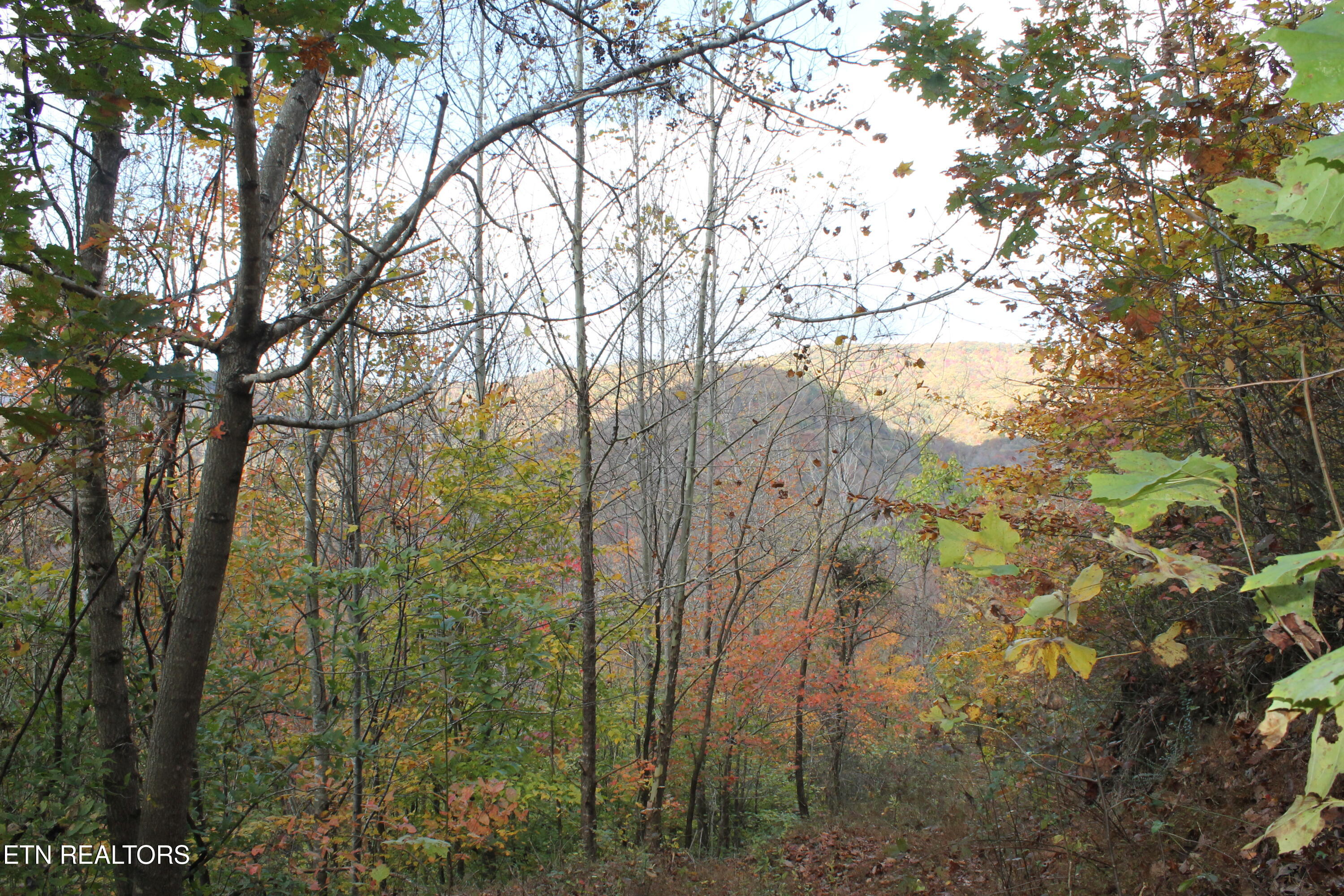 Baird Branch Winfield, TN 37892 - Photo 22 of 25 IMG_7948