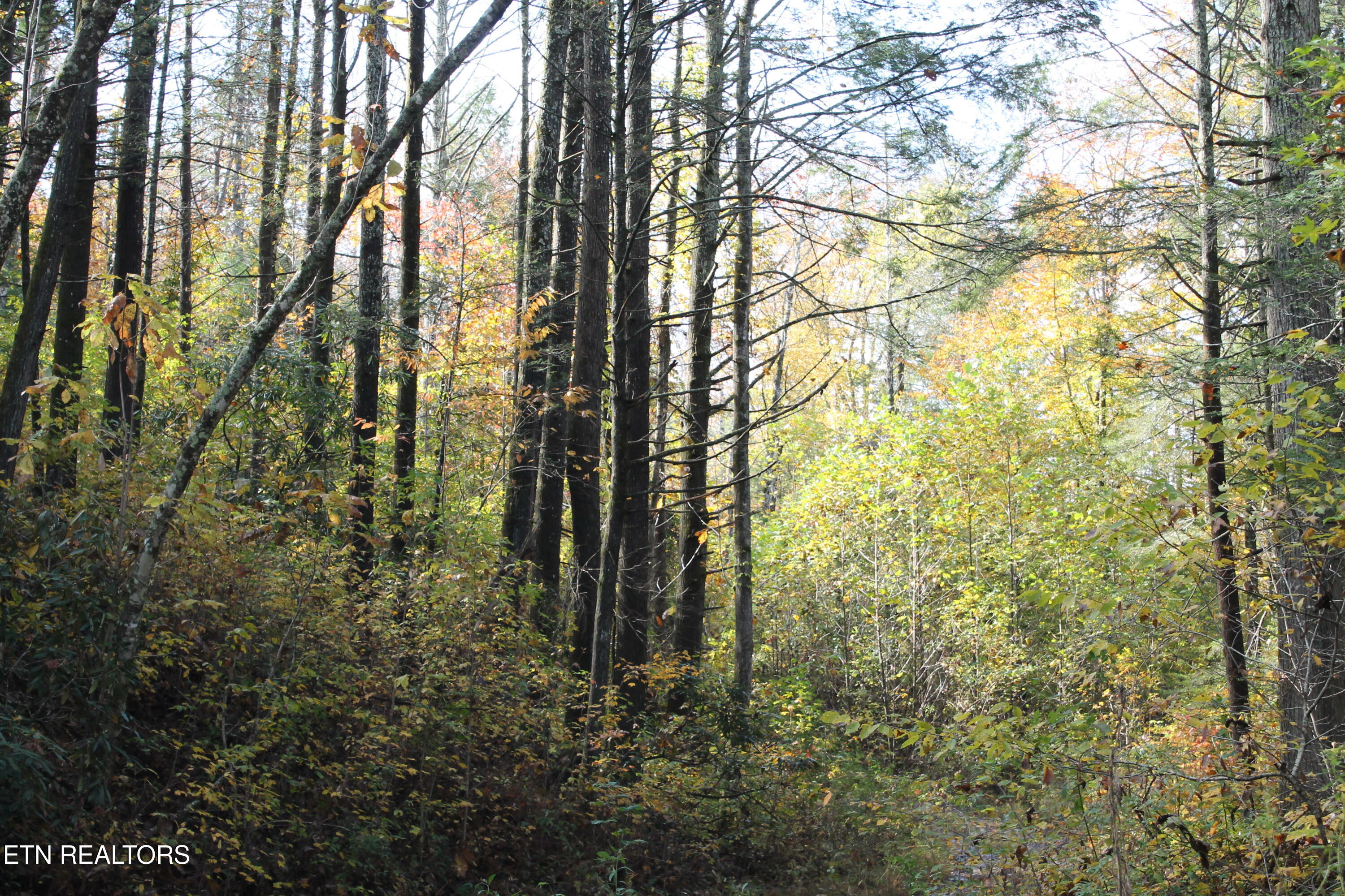 Baird Branch Winfield, TN 37892 - Photo 7 of 25 IMG_7922