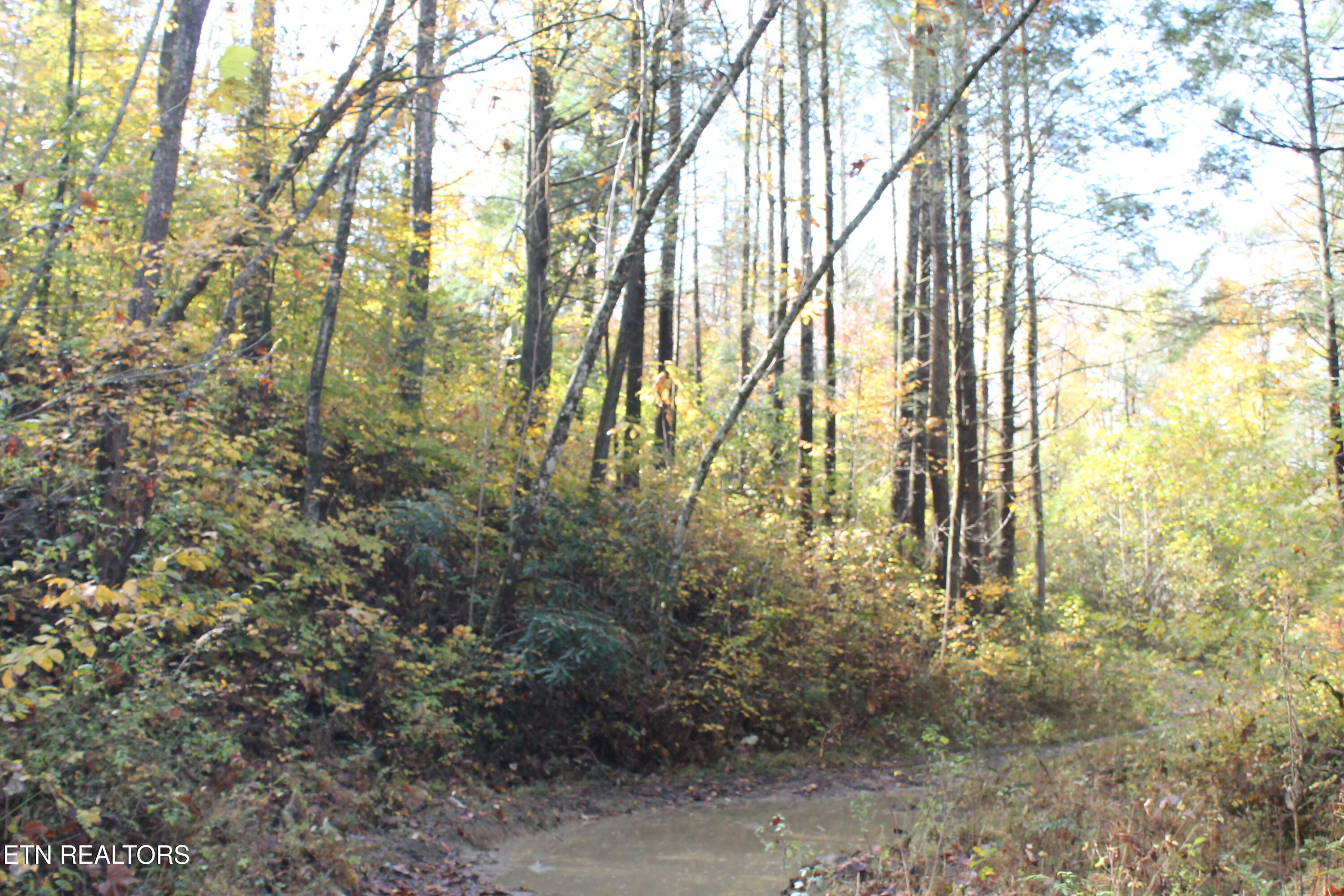 Baird Branch Winfield, TN 37892 - Photo 8 of 25 IMG_7923