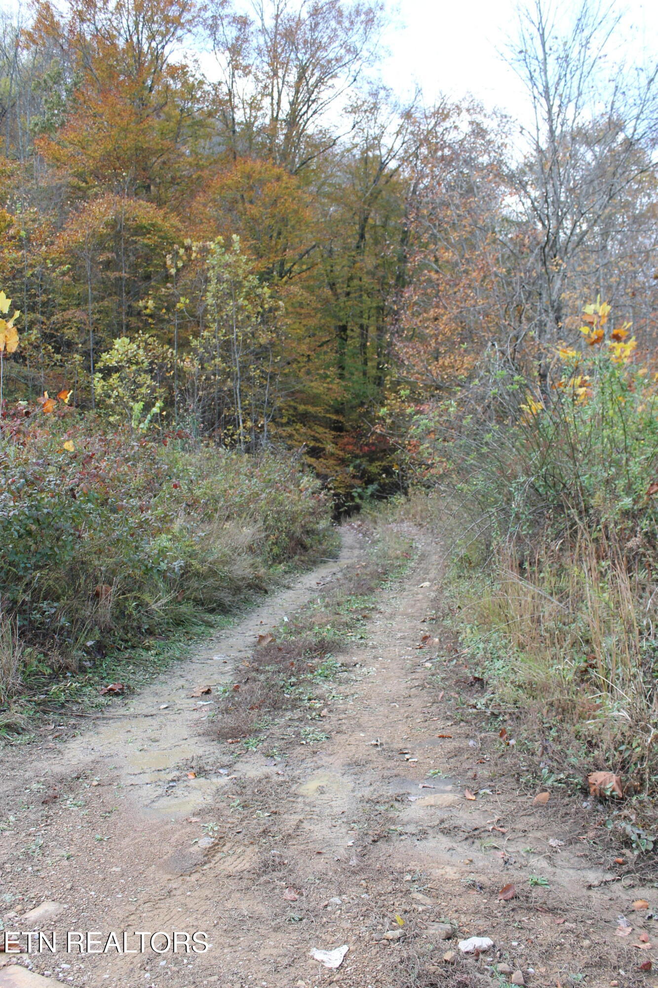 Baird Branch Winfield, TN 37892 - Photo 10 of 25 IMG_7925