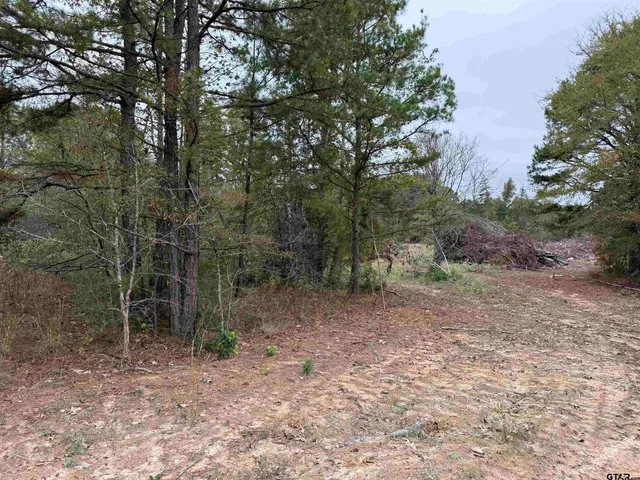 a view of a forest with trees in the background