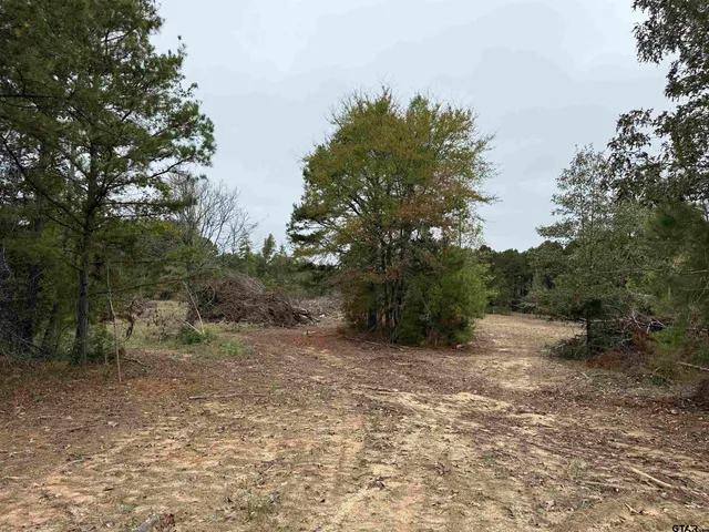 a view of a dirt road with large trees
