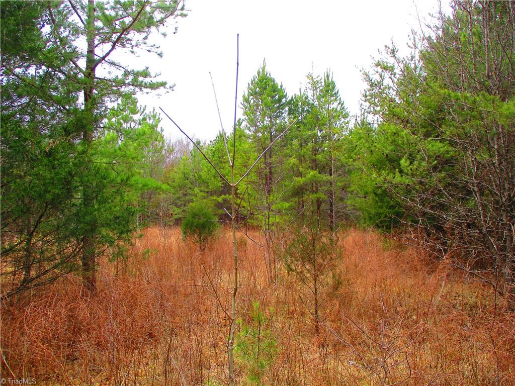 1809 Alamance Church Road Greensboro, NC 27406 - Photo 5 of 15 This land used to be a hayfield. Saplings....
