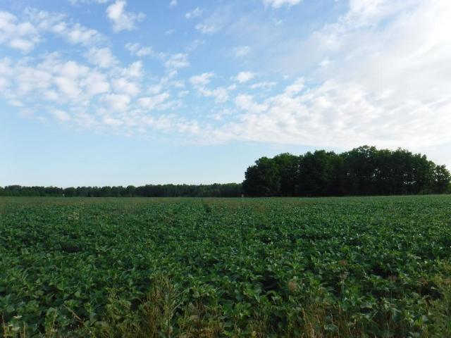 Alfalfa Road Lachine, MI 49753 - Photo 12 of 19 Gallery Image 12