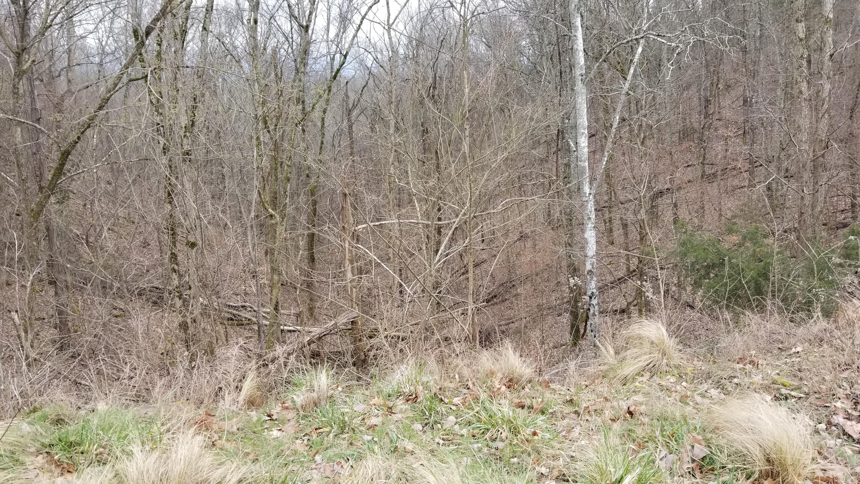 Last Chance Road Dandridge, TN 37725 - Photo 3 of 6 20190304_133604