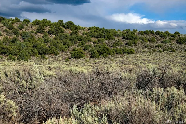 a view of a bunch of trees and bushes