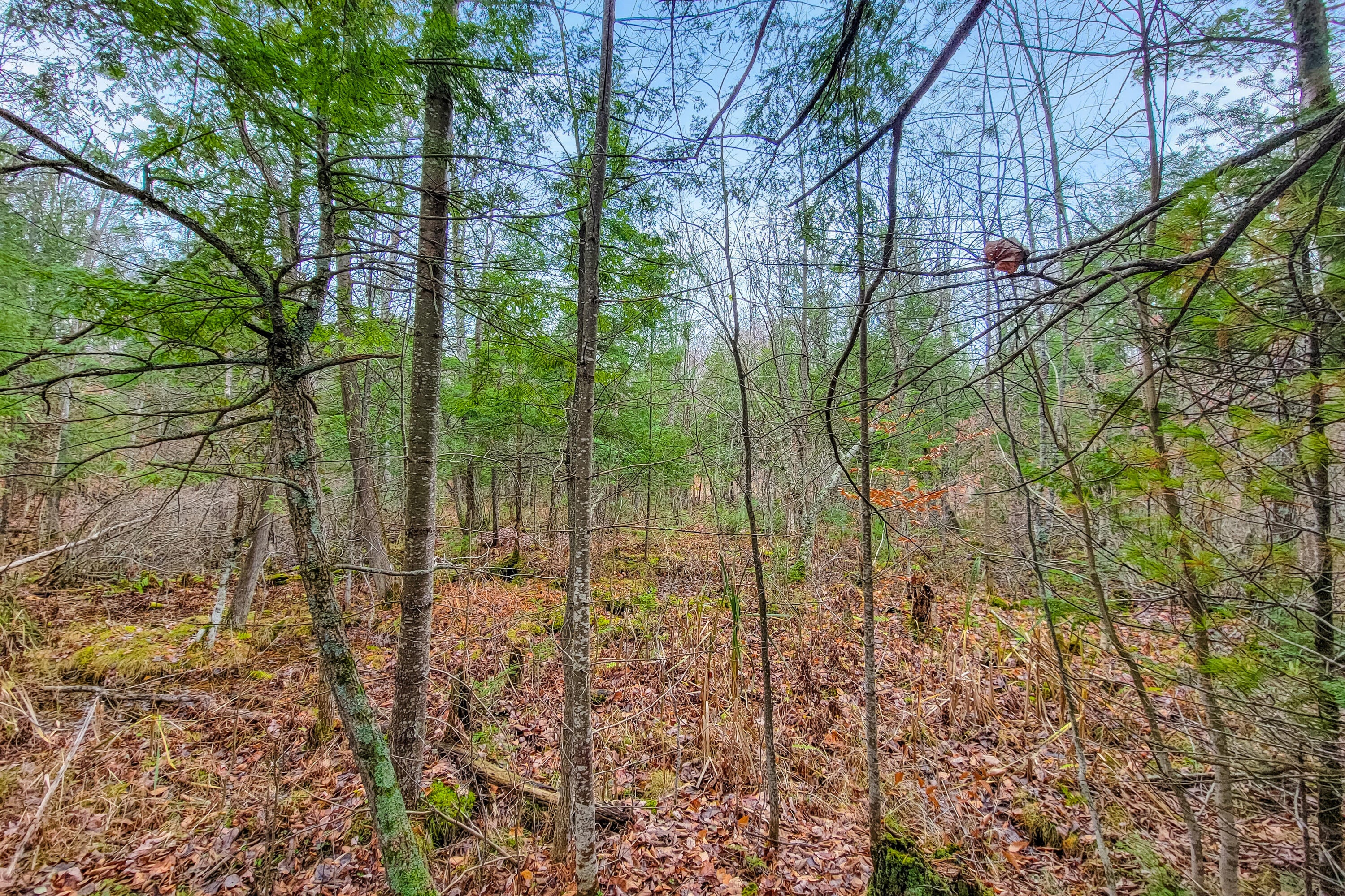 Lot 70 Andergood Road Lewiston, MI 49756 - Photo 6 of 11 Gallery Image 6