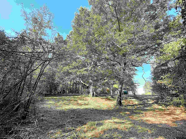 a view of a yard with trees