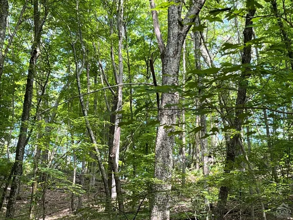 a view of a lush green forest