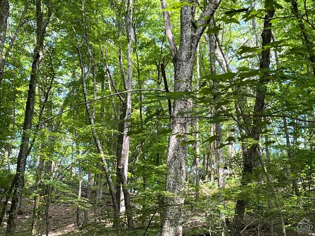 a view of a lush green forest