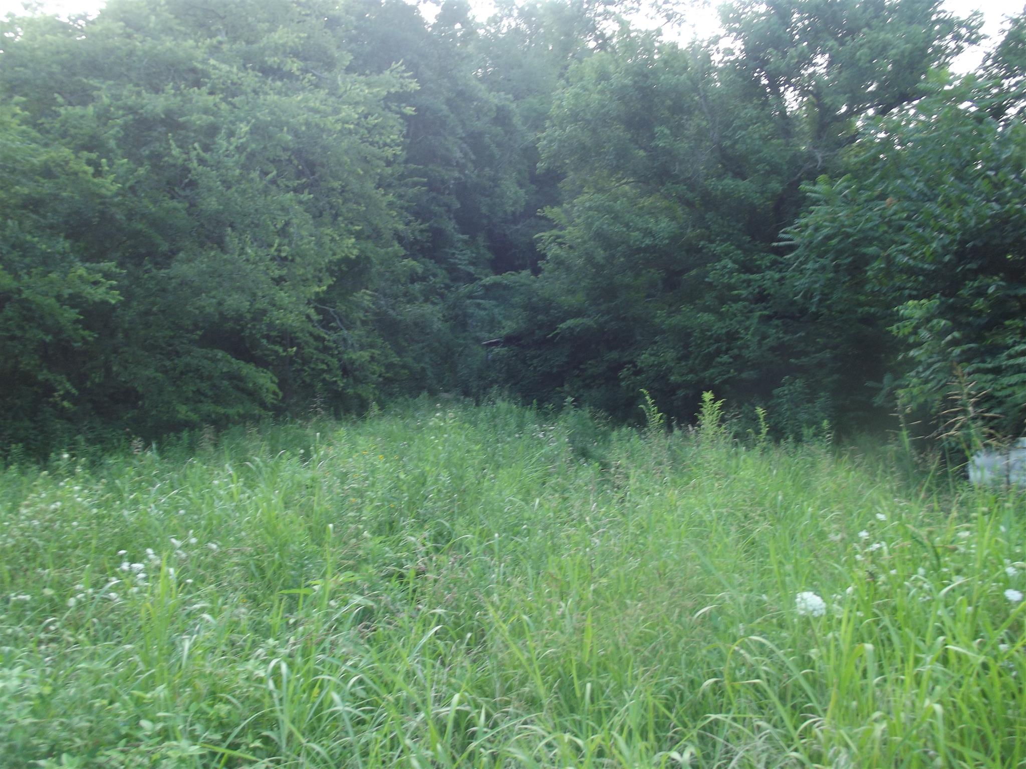 321 Difficult Road Pleasant Shade, TN 37145 - Photo 2 of 3 a view of a lush green forest with lots of trees
