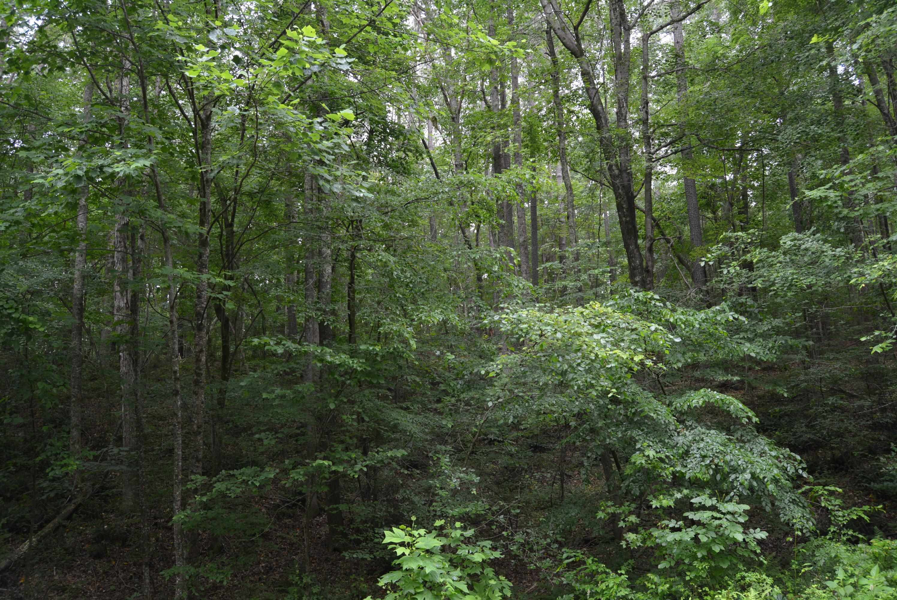 0 Tom Wright Road Franklinton, NC 27525 - Photo 11 of 25 Wooded Area