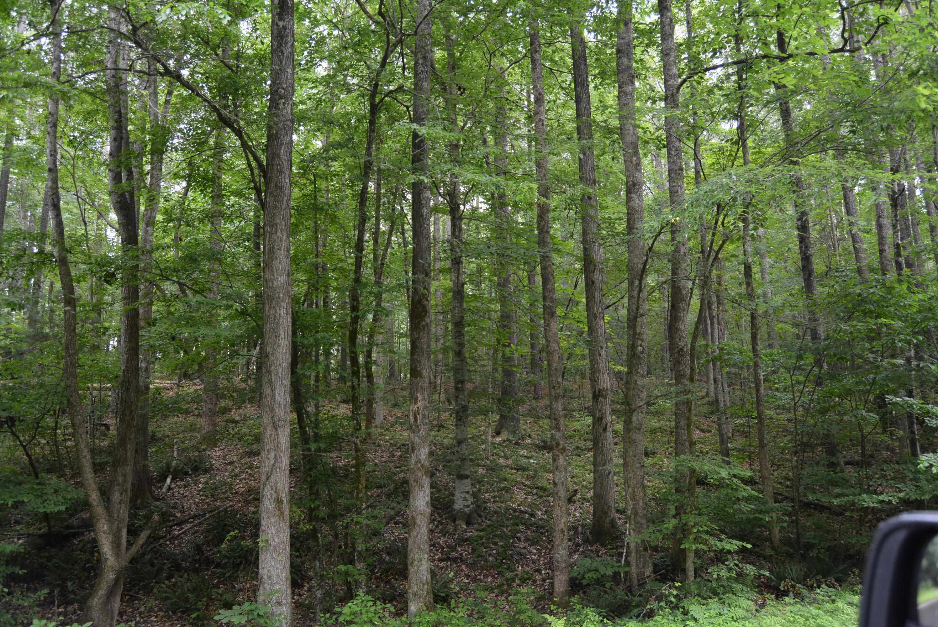0 Tom Wright Road Franklinton, NC 27525 - Photo 12 of 25 Wooded Area