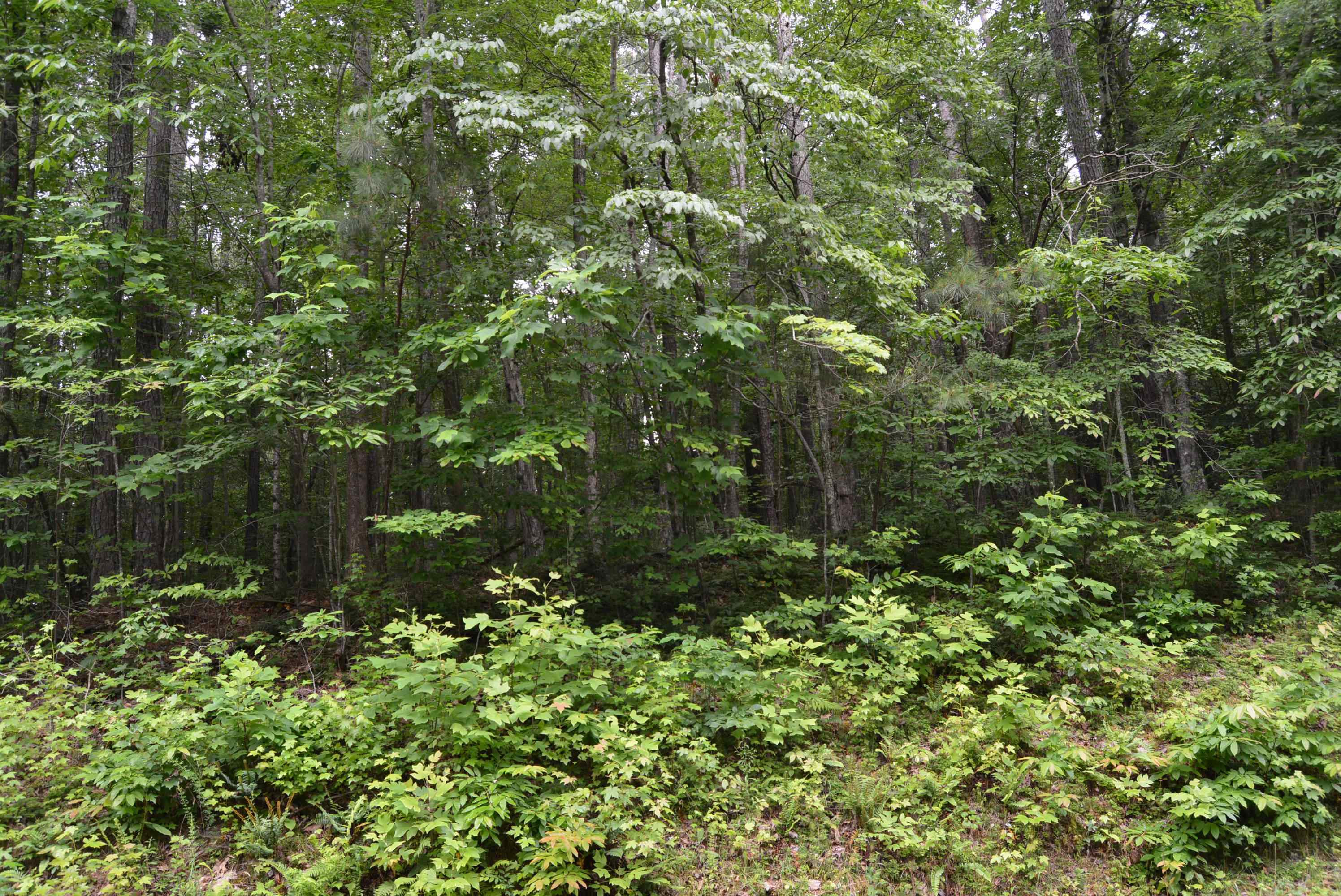 0 Tom Wright Road Franklinton, NC 27525 - Photo 14 of 25 Road Frontage