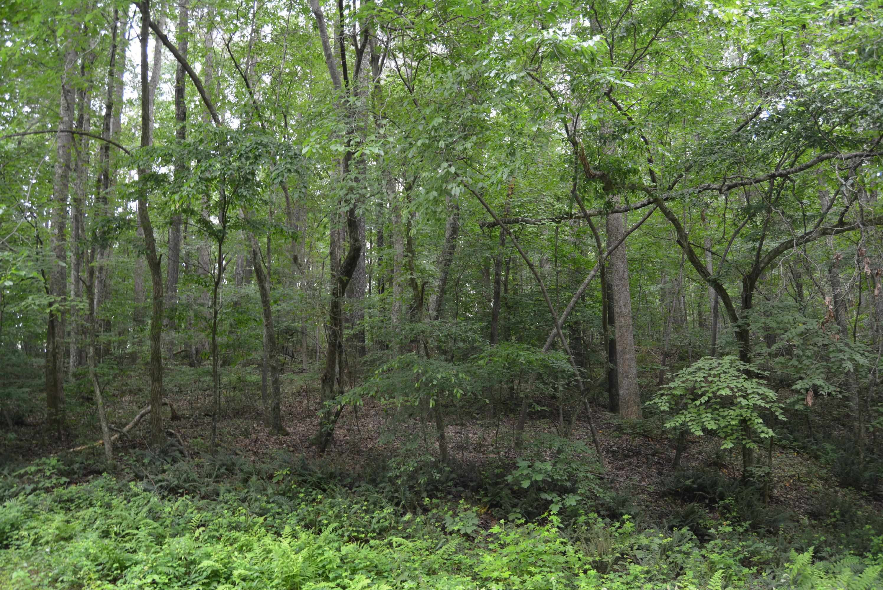 0 Tom Wright Road Franklinton, NC 27525 - Photo 10 of 25 Wooded Area