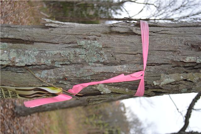 5964 Shores Road Murfreesboro, TN 37128 - Photo 10 of 20 Look for these survey ribbons marking the property boundaries