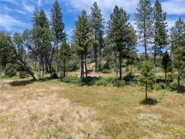 a view of a tree with a yard