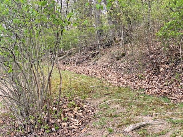 308 Fairway Drive Abingdon, VA 24211 - Photo 36 of 41 fairway trees2