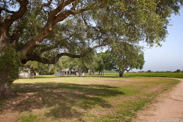 a view of a yard with a trees