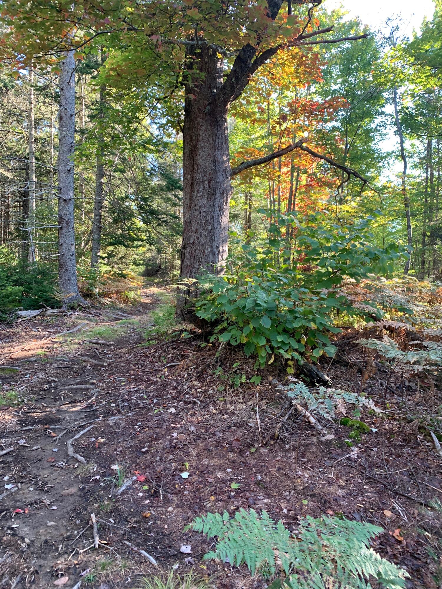 Lot 14 Off Steam Mill Road Robbinston, ME 04671 - Photo 42 of 67 IMG_2922