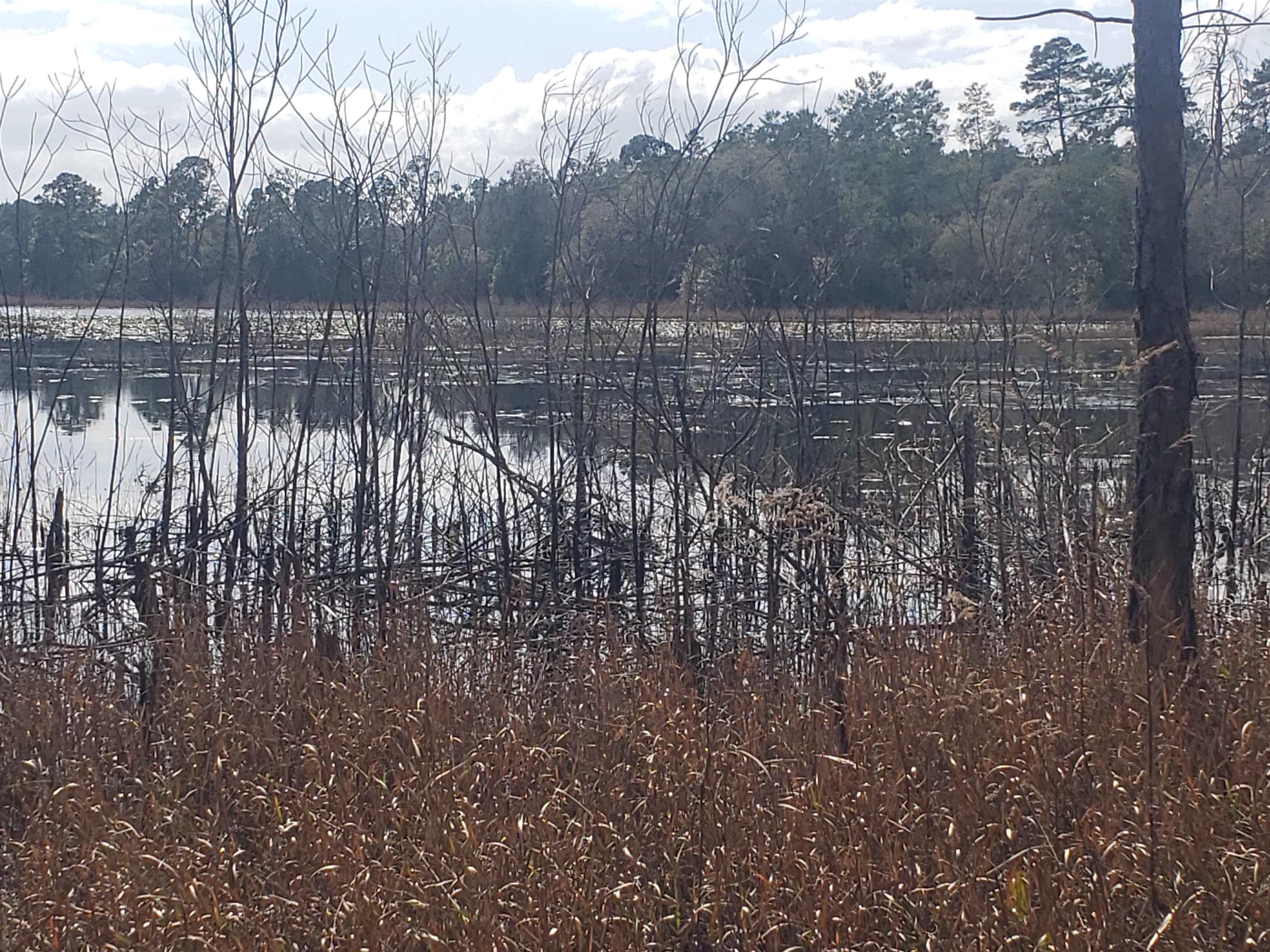 0 Clear Lake Road Crescent City, FL 32112 - Photo 1 of 10 Gallery Image 1