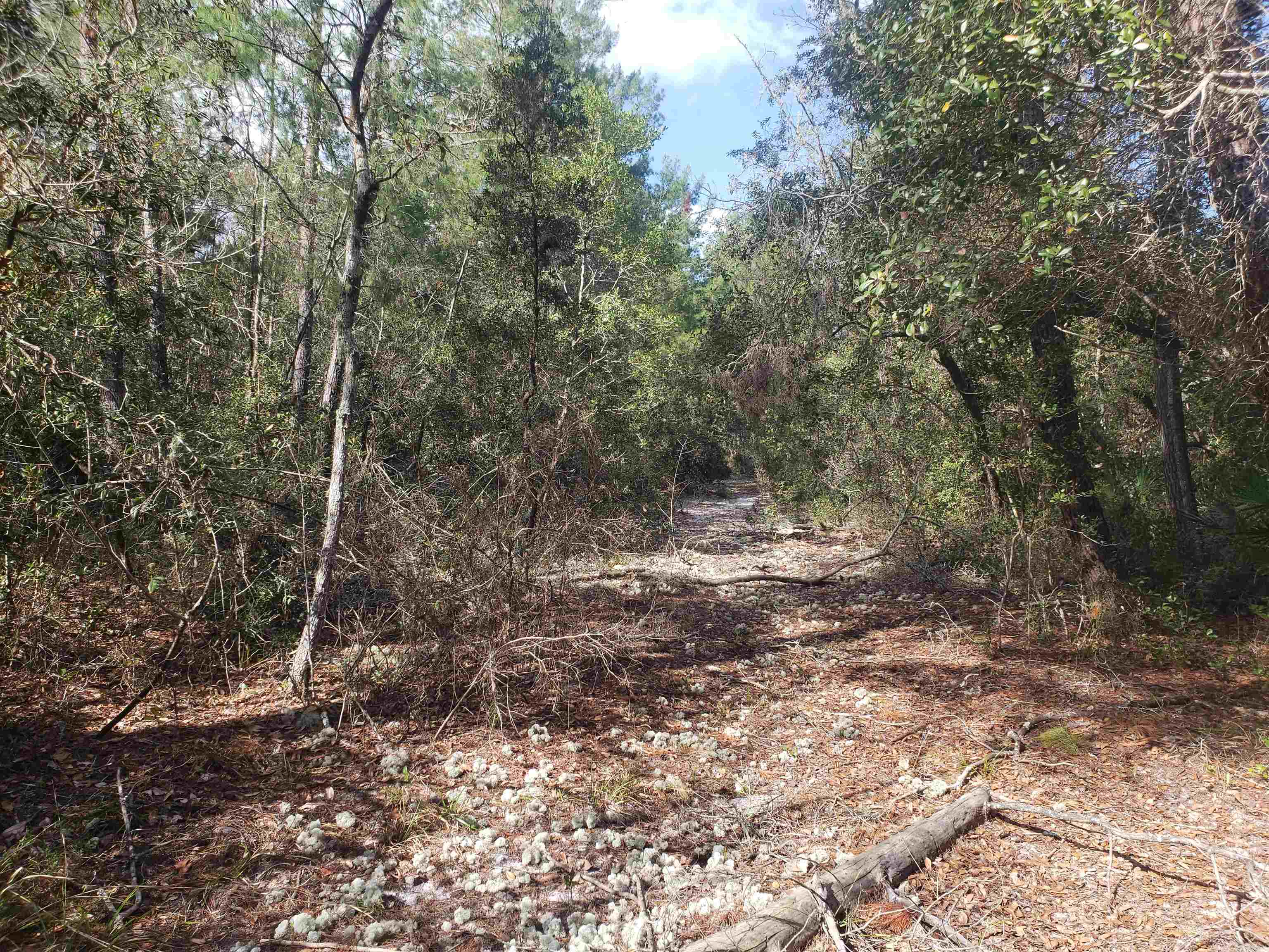 0 Clear Lake Road Crescent City, FL 32112 - Photo 6 of 10 Gallery Image 6
