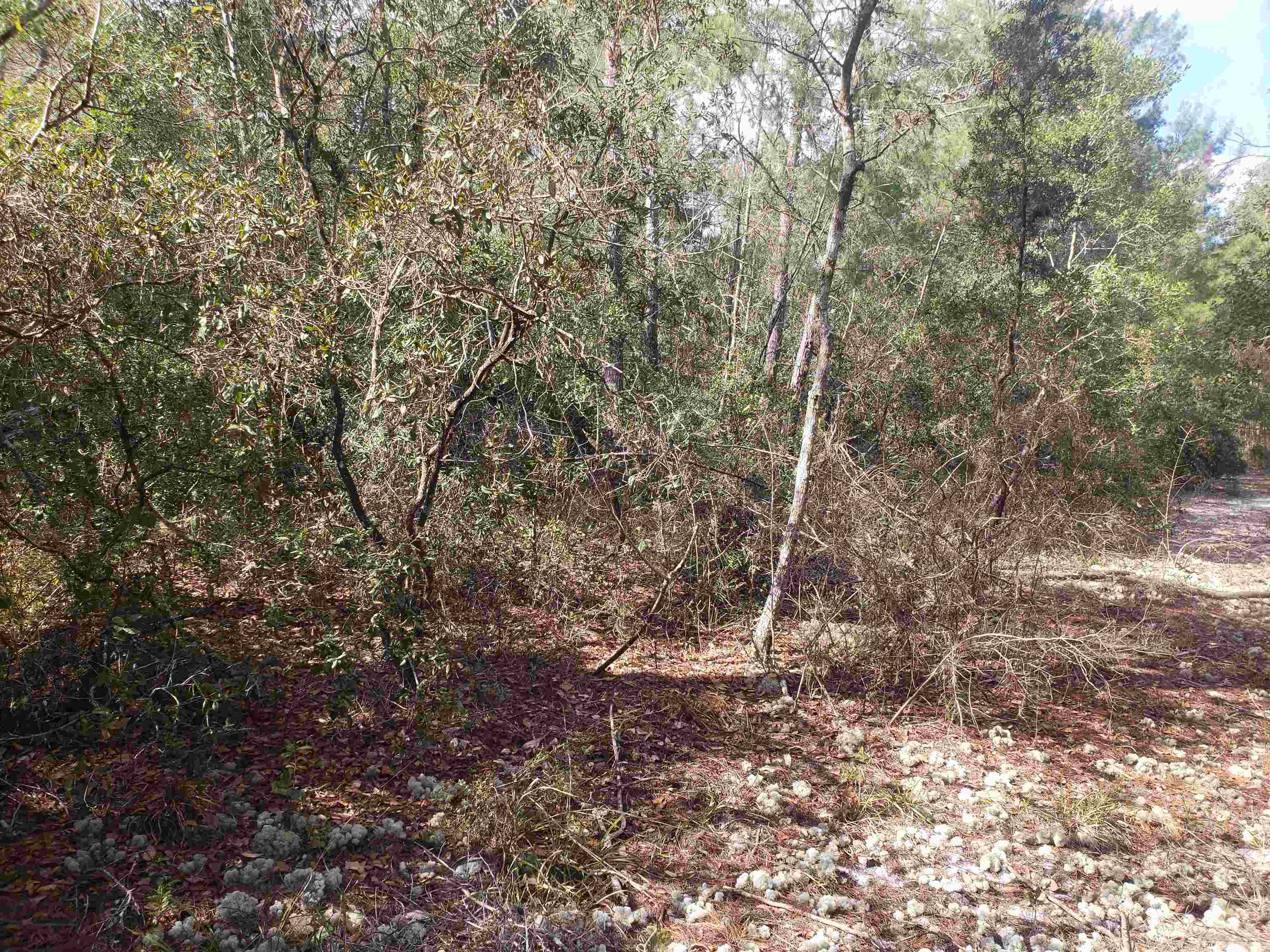 0 Clear Lake Road Crescent City, FL 32112 - Photo 7 of 10 Gallery Image 7
