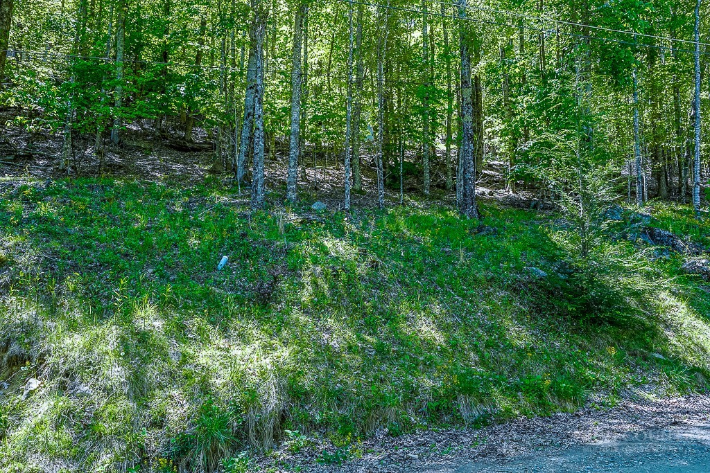 241 Lakeledge Road Beech Mountain, NC 28604 - Photo 3 of 21 a view of forest