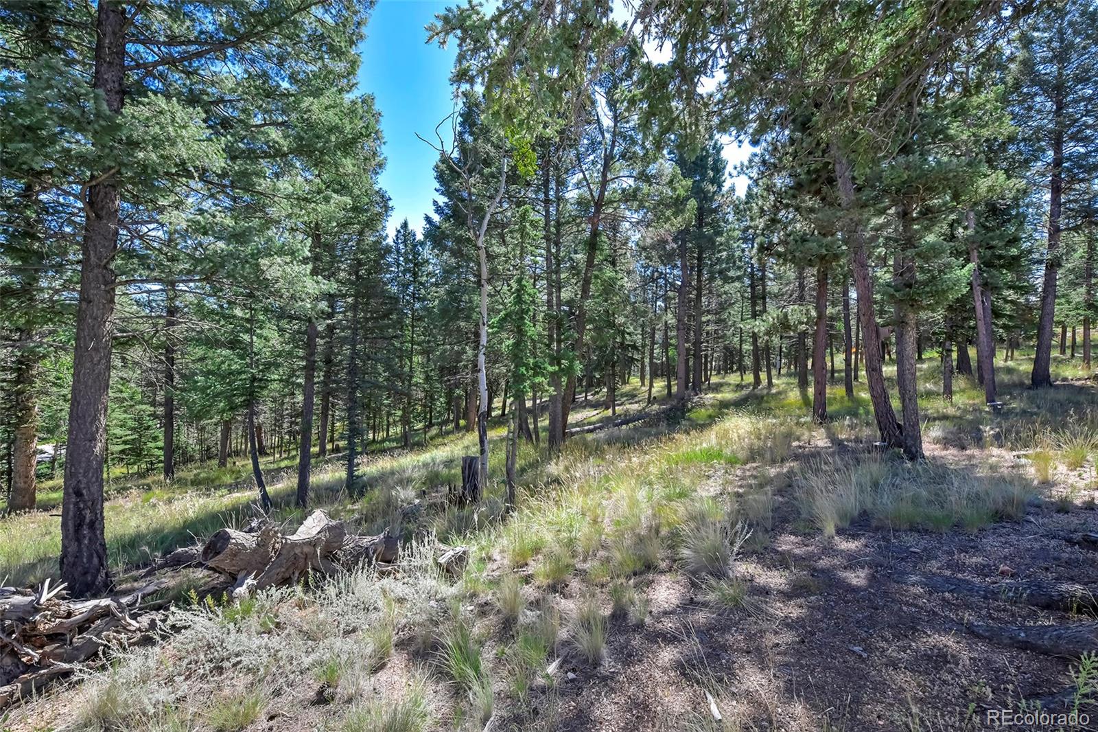 44 Southpark Road Florissant, CO 80816 - Photo 6 of 39 a view of a yard with large trees