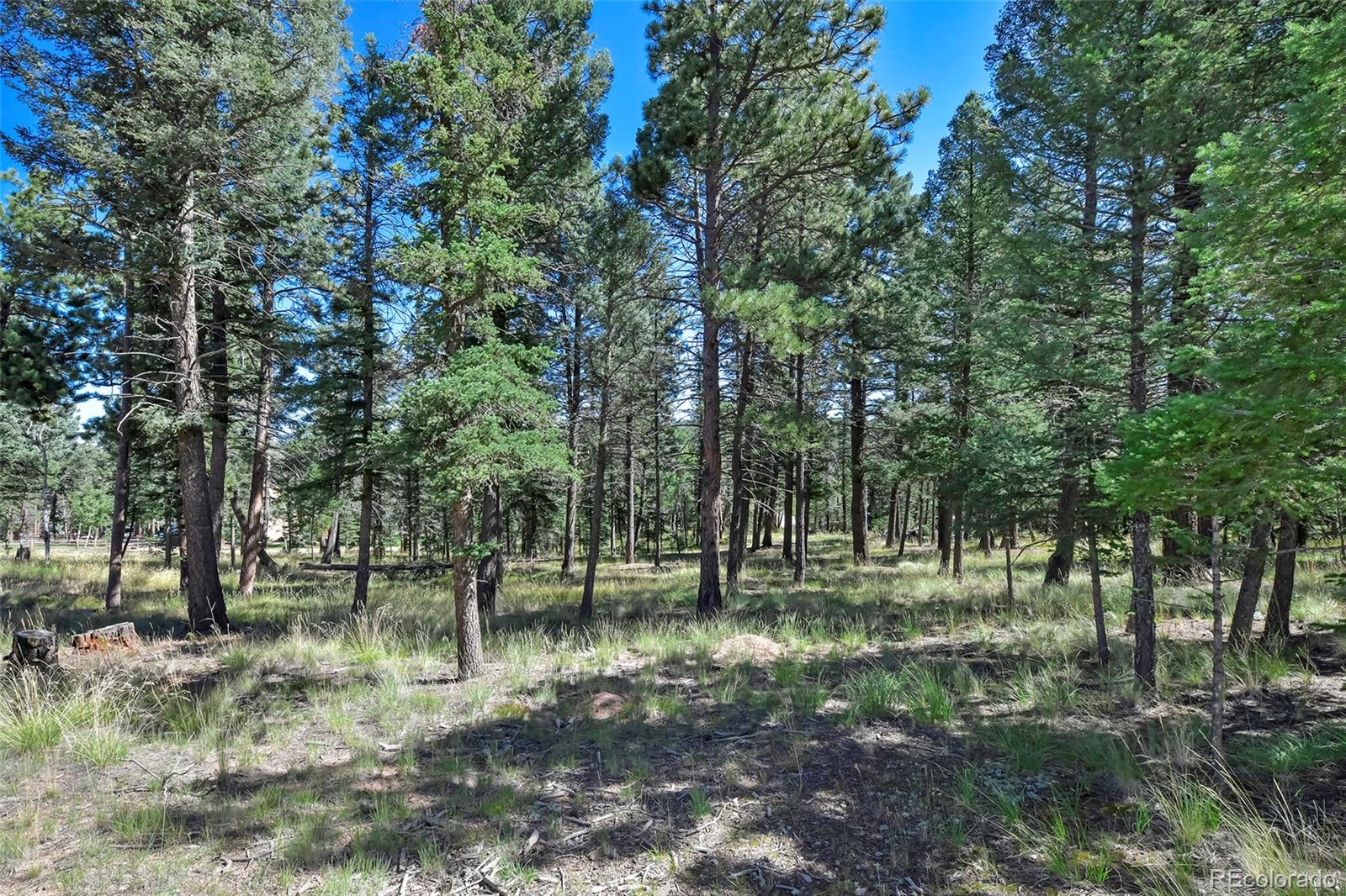 44 Southpark Road Florissant, CO 80816 - Photo 9 of 39 a view of outdoor space with lots of trees