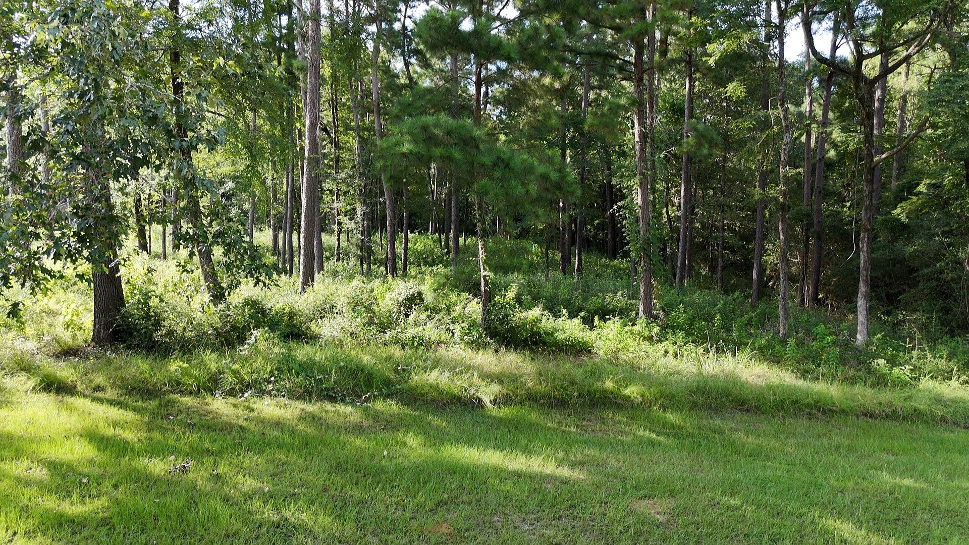 35 Naples Way Huntsville, TX 77320 - Photo 13 of 16 a view of backyard with green space