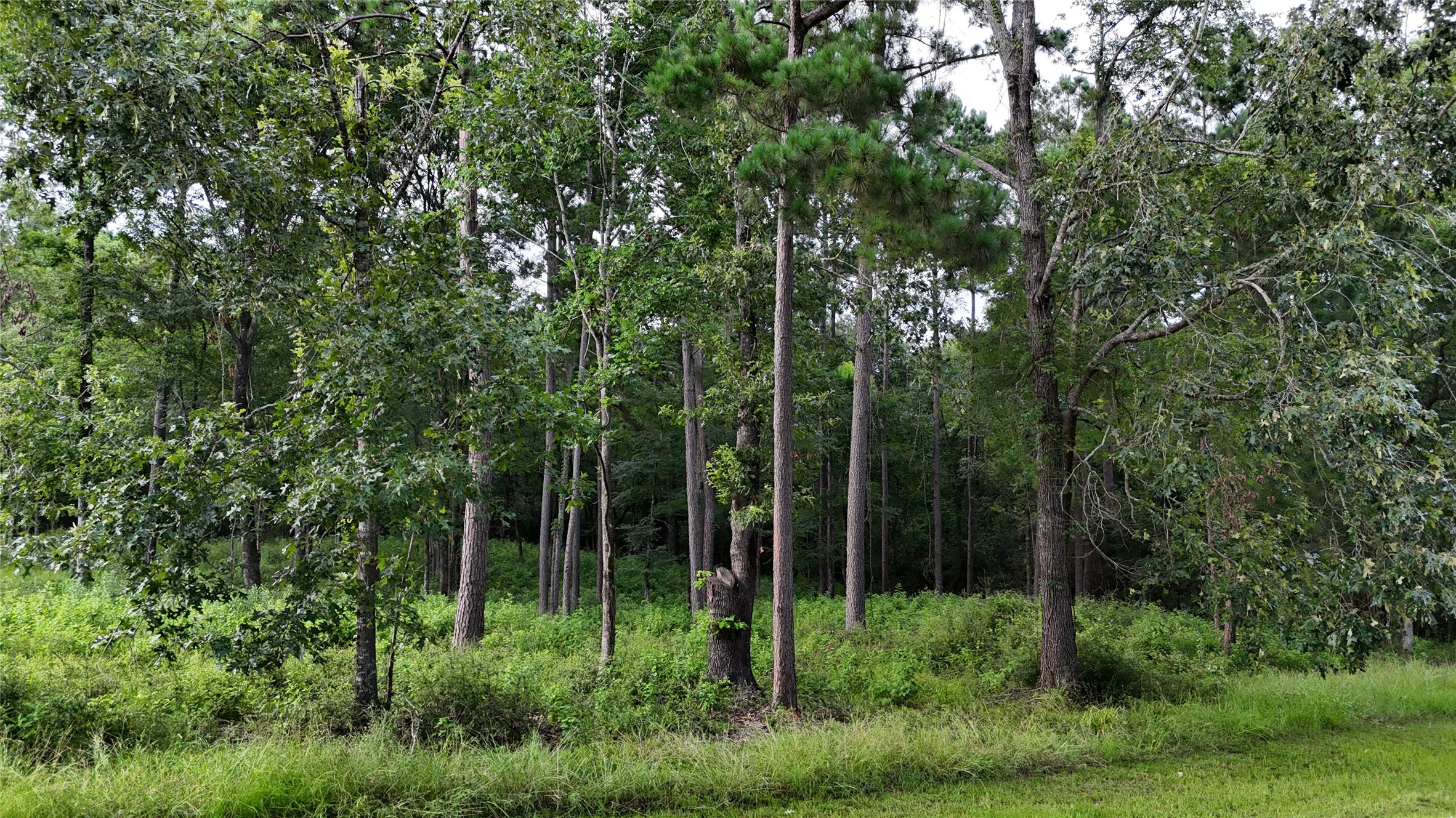 35 Naples Way Huntsville, TX 77320 - Photo 6 of 16 a view of forest