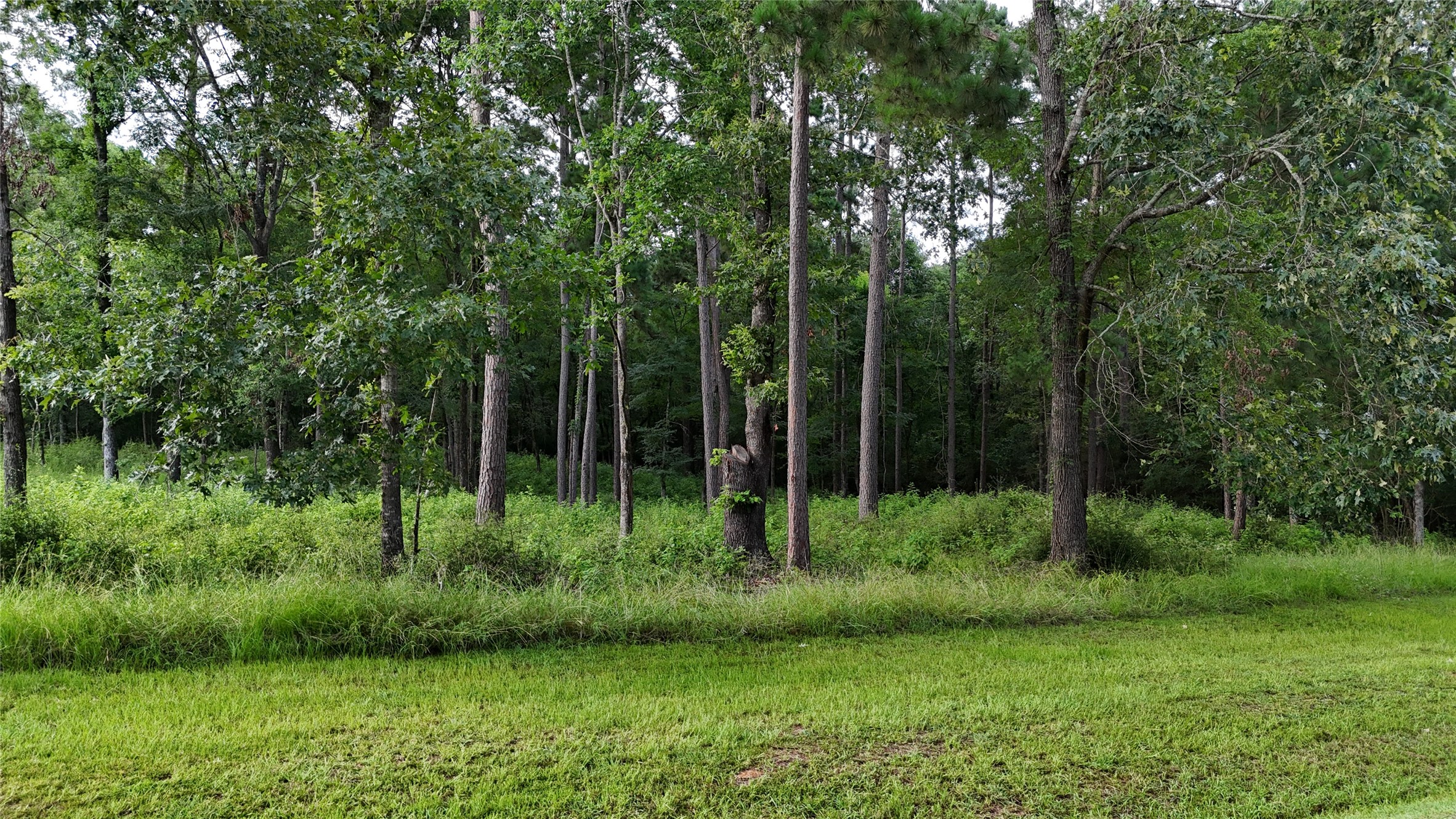 35 Naples Way Huntsville, TX 77320 - Photo 7 of 16 a view of backyard with green space