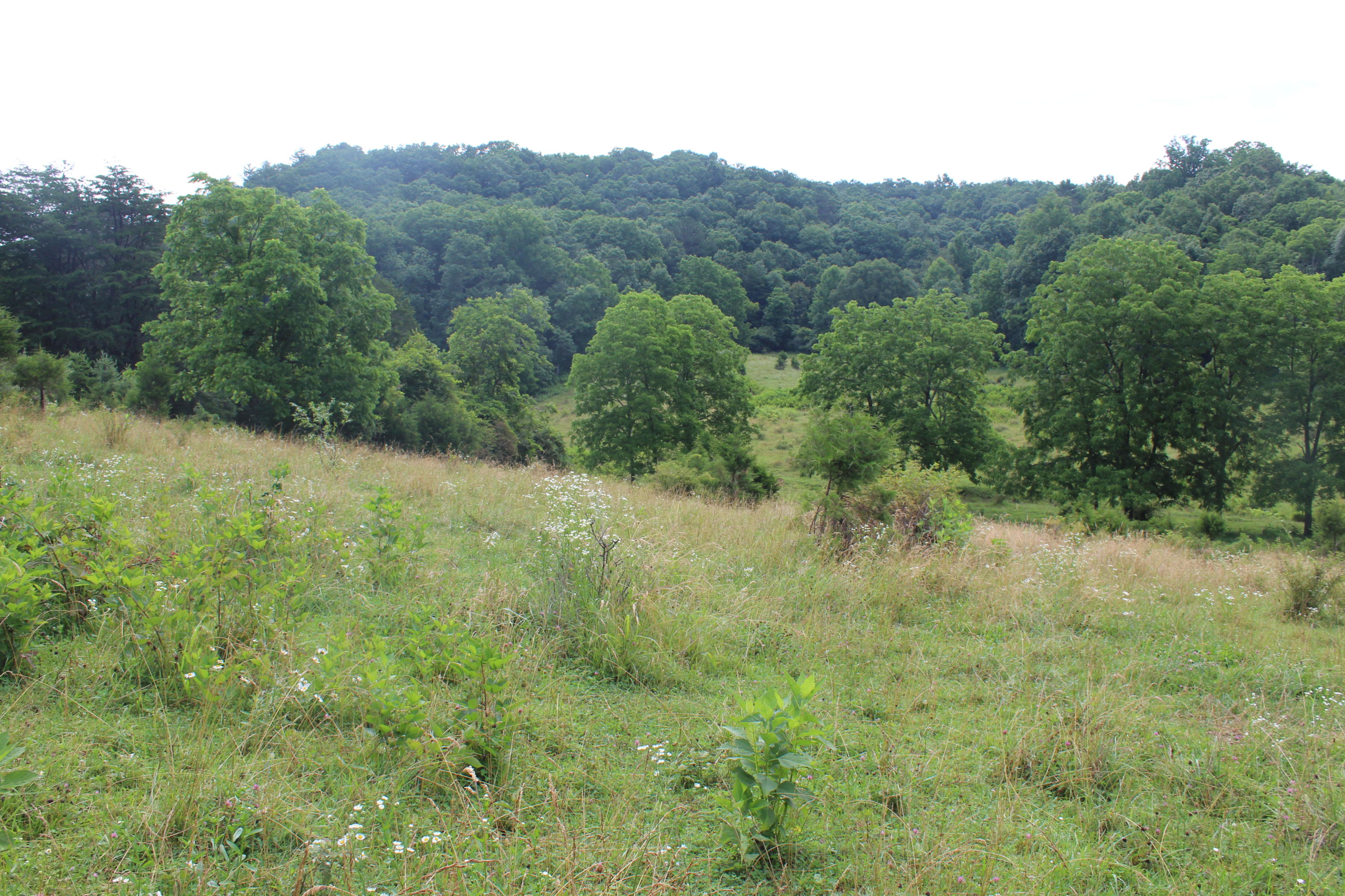 Bradshaw Run Road Forest Hill, WV 24935 - Photo 16 of 22 Gallery Image 16