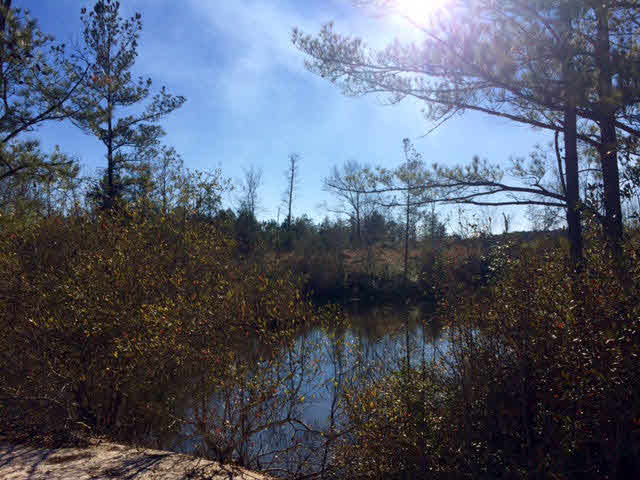 20932 Earl Phillips Road Little River, AL 36550 - Photo 5 of 17