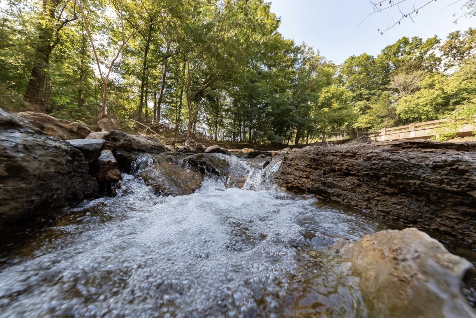 7196 Pinewood Road Nunnelly, TN 37137 - Photo 31 of 49 a view of a dry yard with trees