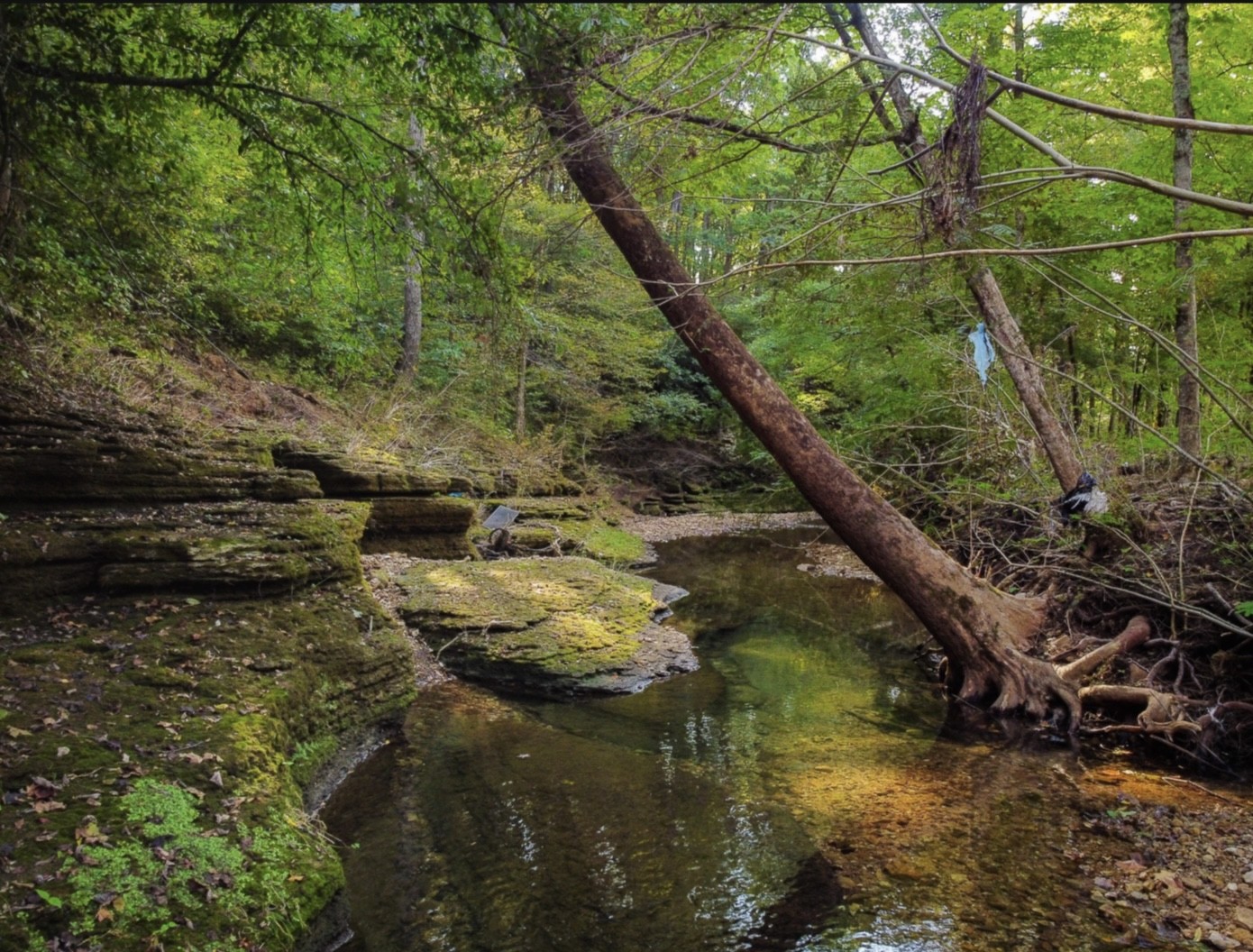 7196 Pinewood Road Nunnelly, TN 37137 - Photo 43 of 49 a view of lake